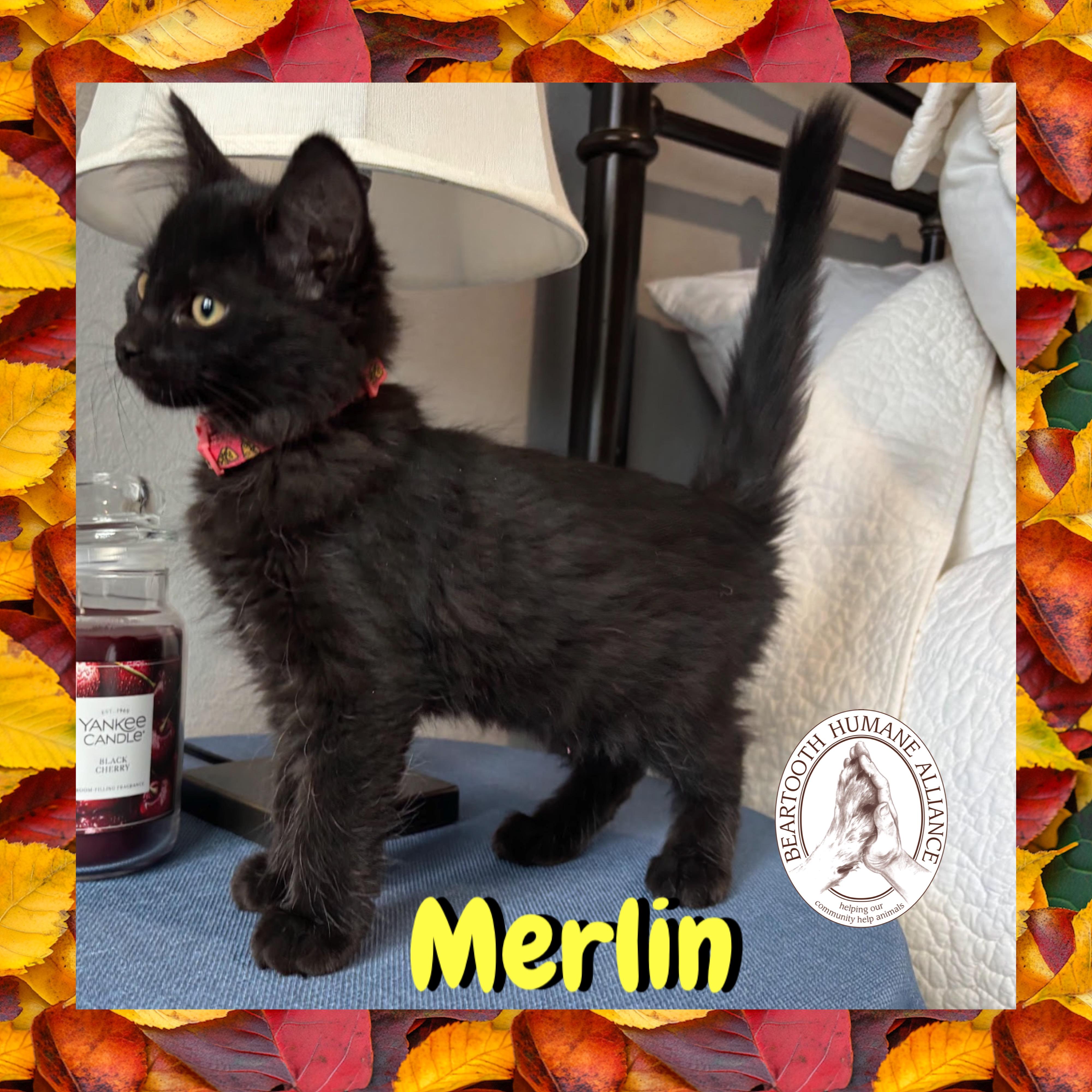 Merlin