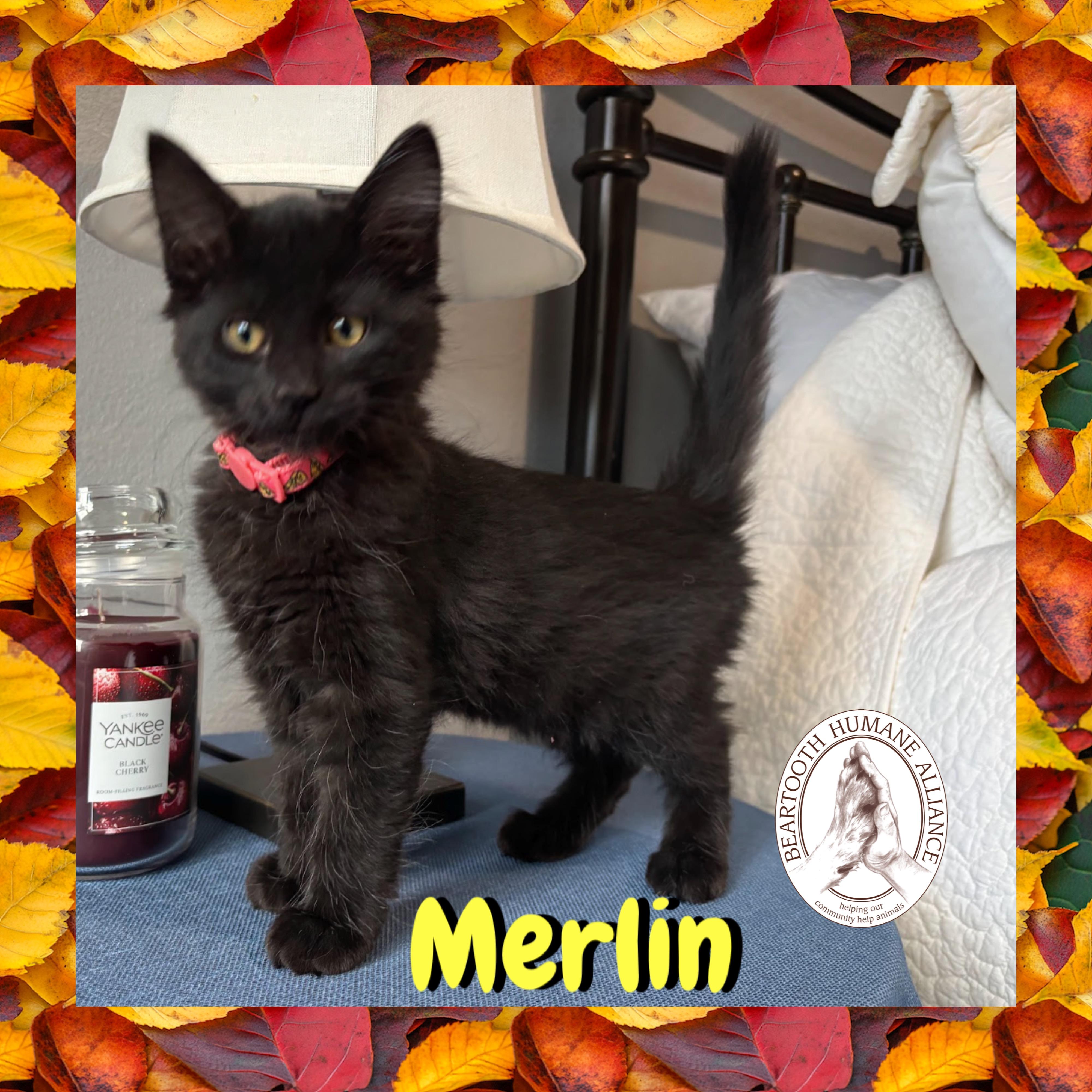 Merlin