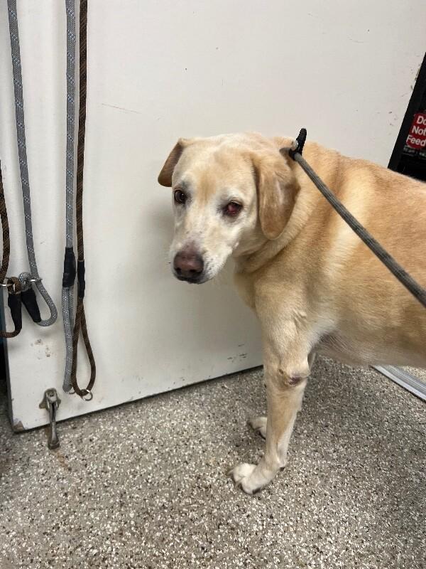 Enlarge Judy, a Adoptable mixed breed in Supply, NC image 1/2