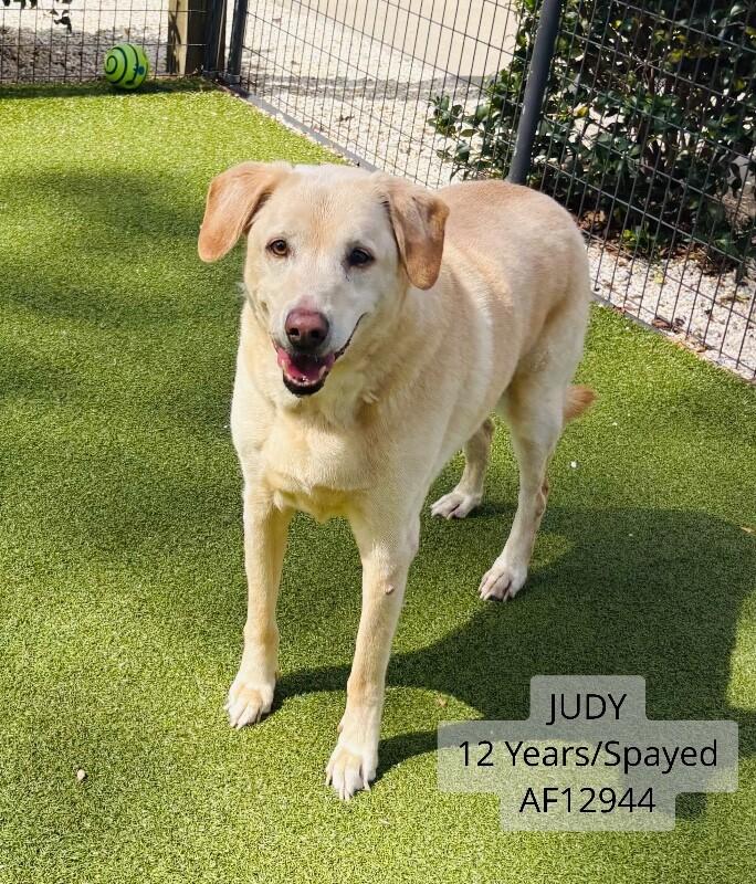 Enlarge Judy, a Adoptable mixed breed in Supply, NC image 2/2