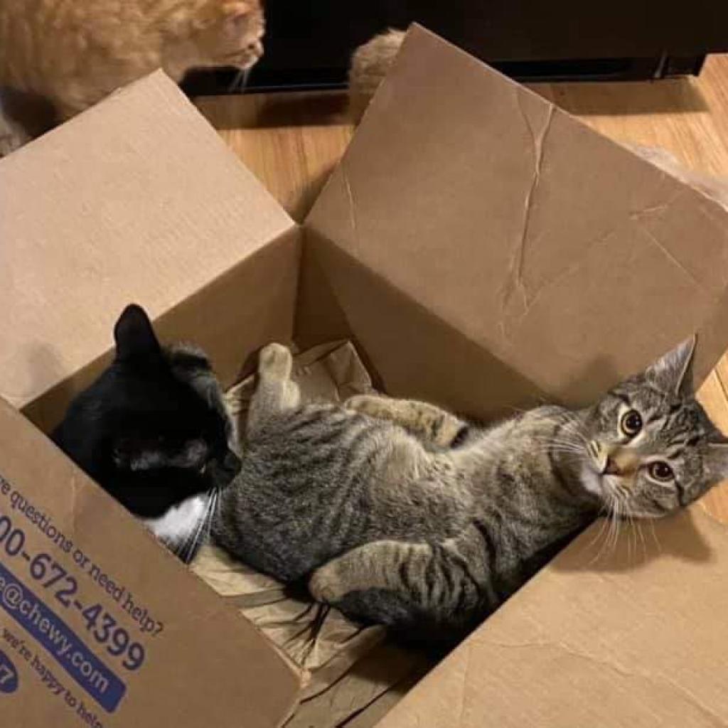 Osiris, a Adoptable Domestic Short Hair image 1/6