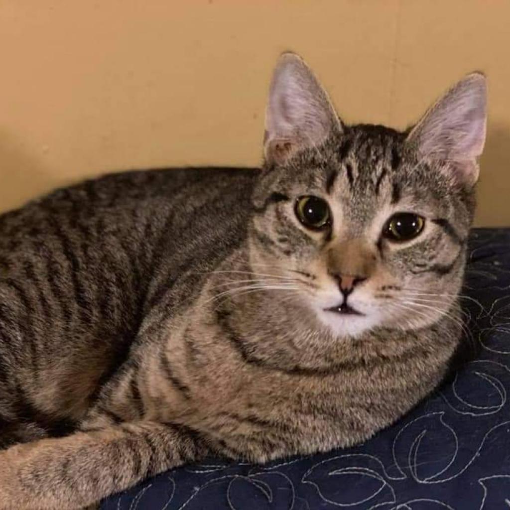 Enlarge Osiris, a Adoptable Domestic Short Hair in Winchester, VA image 2/6