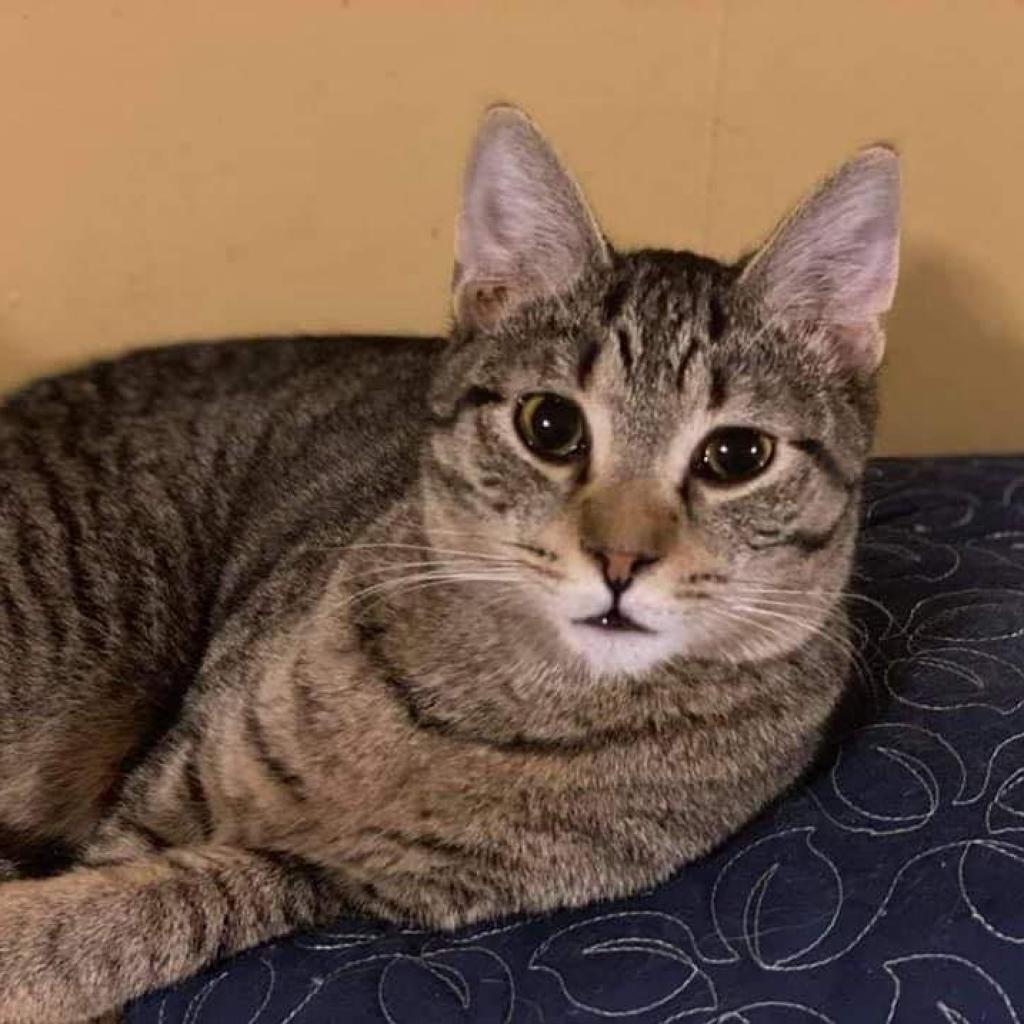 Osiris, a Adoptable Domestic Short Hair image 3/6