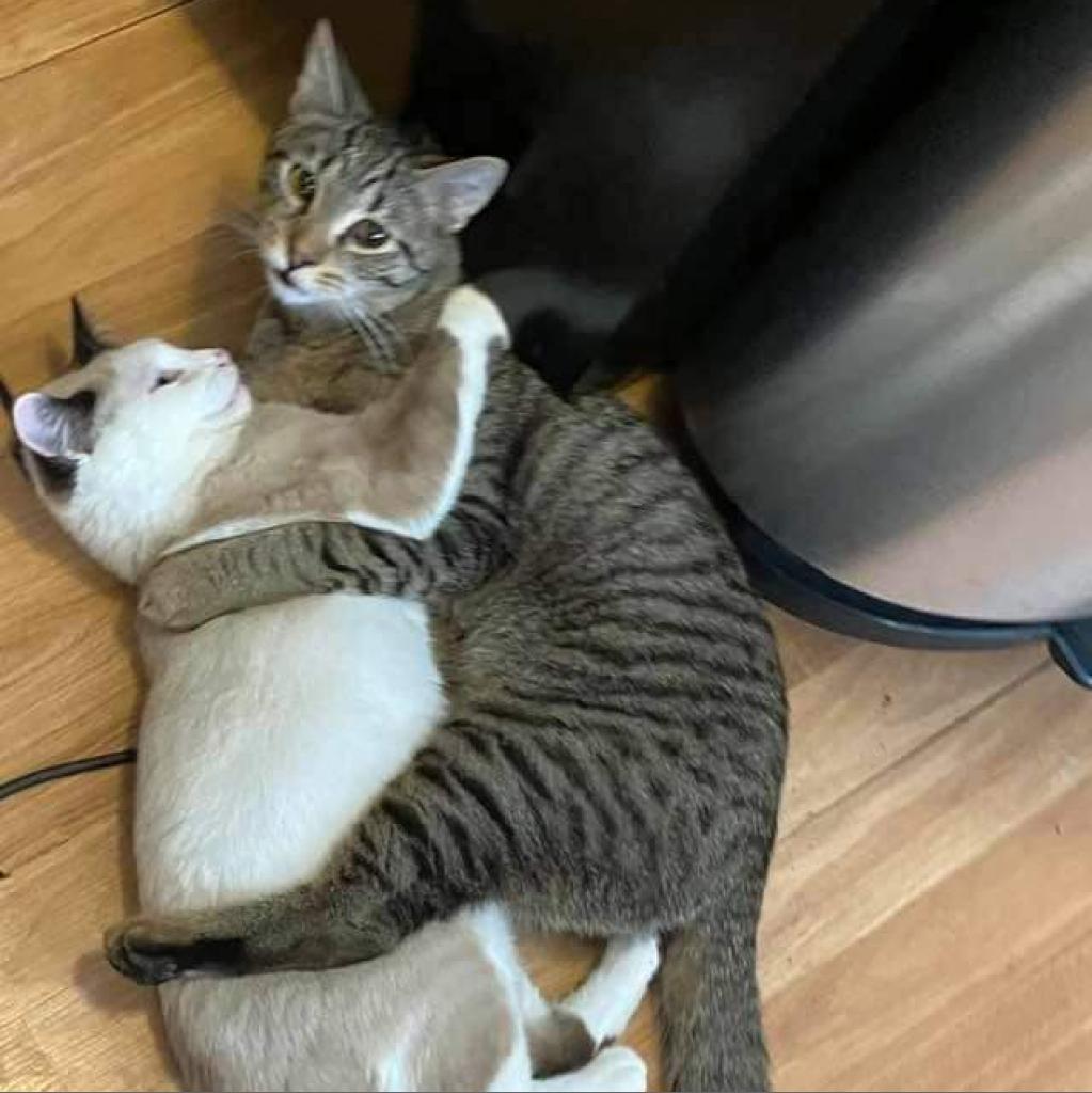 Osiris, a Adoptable Domestic Short Hair image 4/6