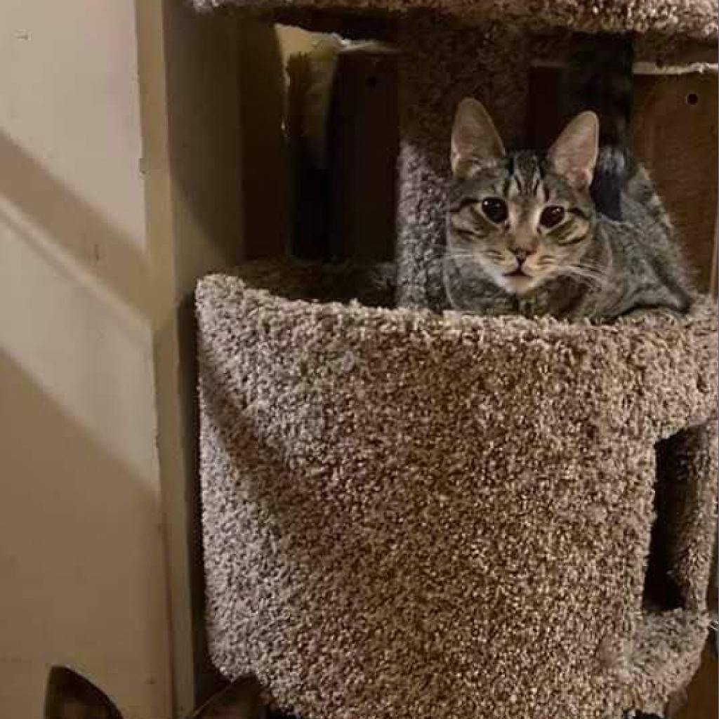 Enlarge Osiris, a Adoptable Domestic Short Hair in Winchester, VA image 3/6