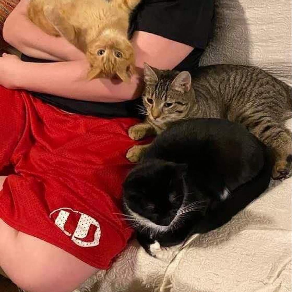 Enlarge Osiris, a Adoptable Domestic Short Hair in Winchester, VA image 6/6