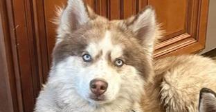 Harry, Adoptable, Adult Male Alaskan Malamute.