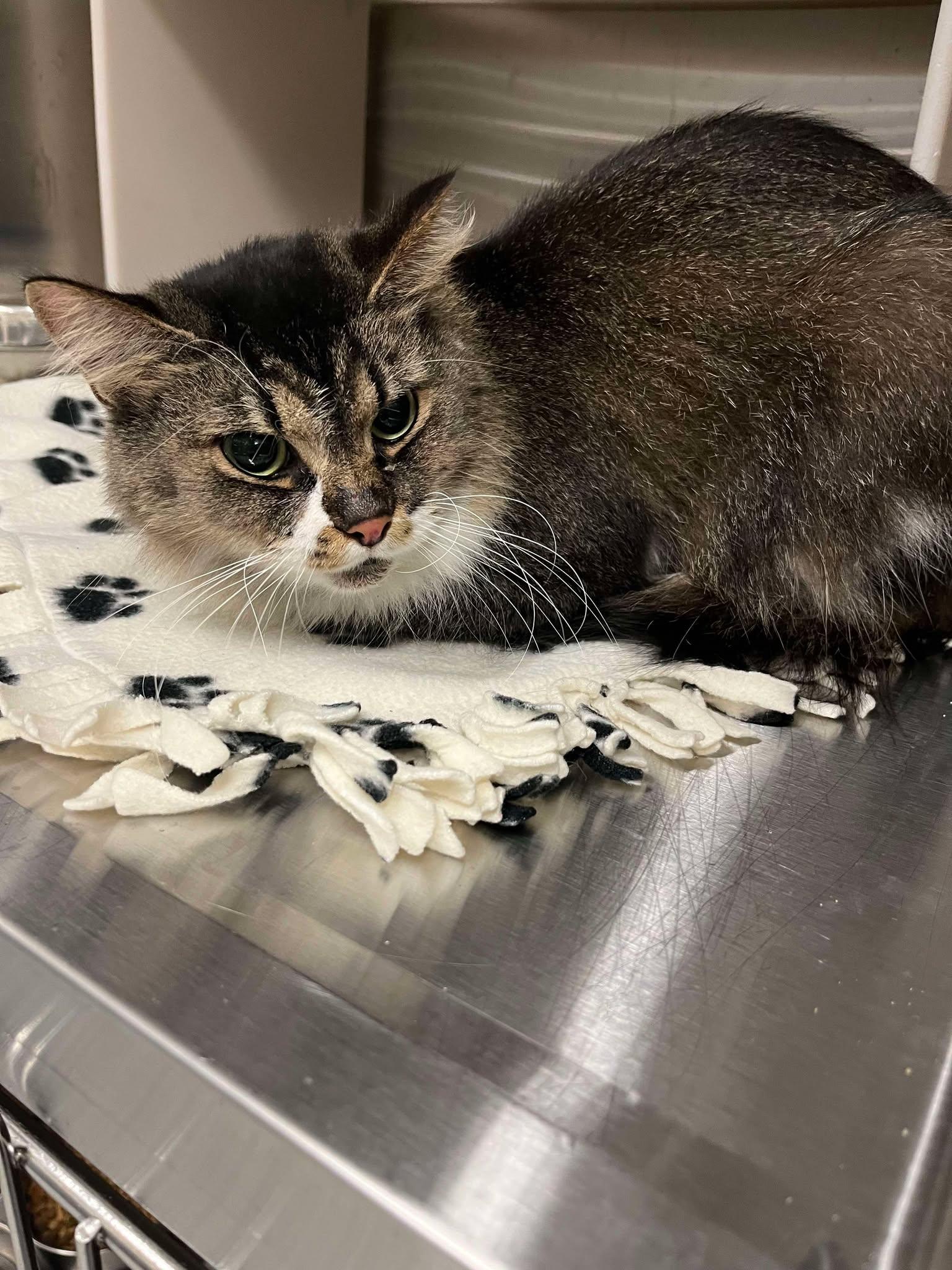 Enlarge Lily, a Adoptable Domestic Long Hair in Ludington, MI image 1/1