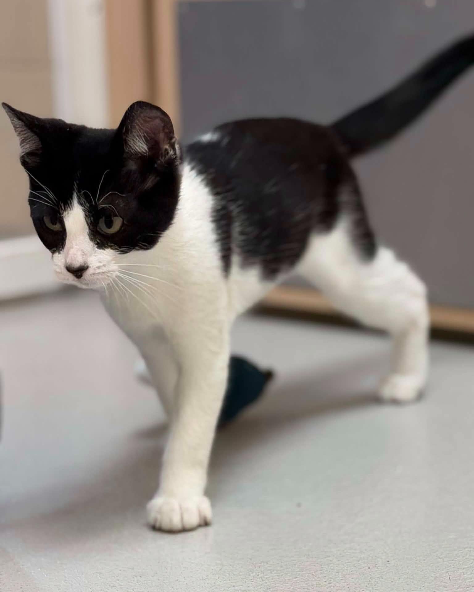 Sprite, ADOPTABLE, Young Female Domestic Short Hair.