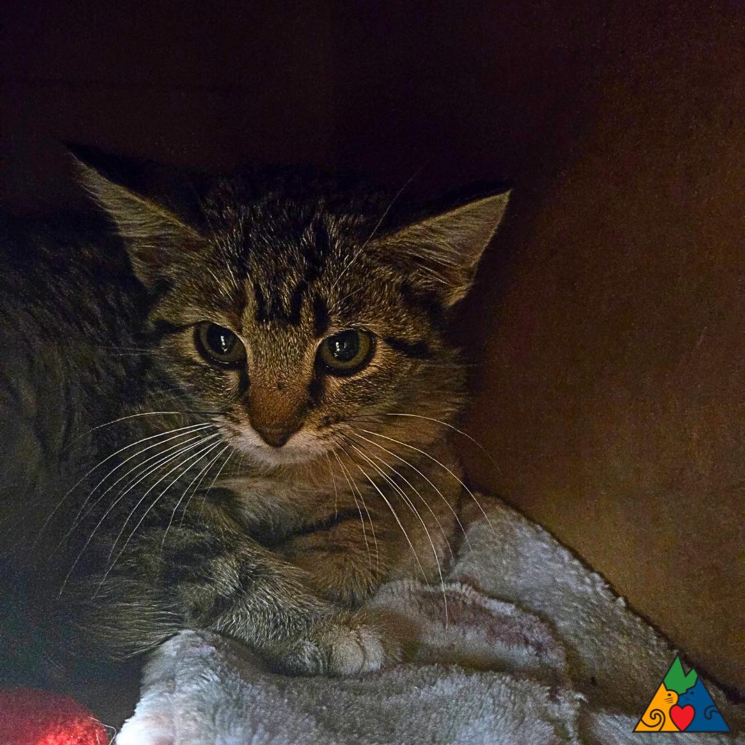 Midge, an adoptable Domestic Short Hair in Douglas, WY, 82633 | Photo Image 3