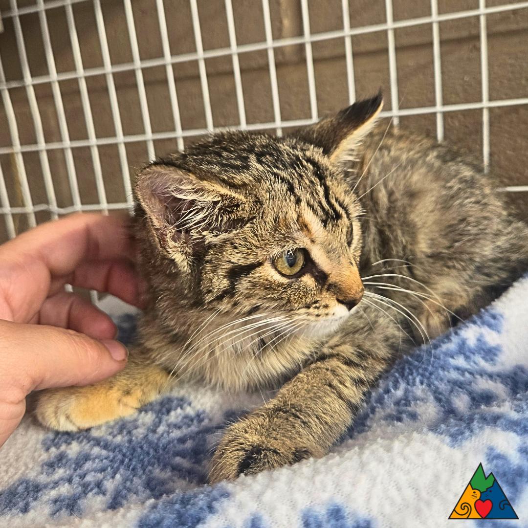 Midge, an adoptable Domestic Short Hair in Douglas, WY, 82633 | Photo Image 2