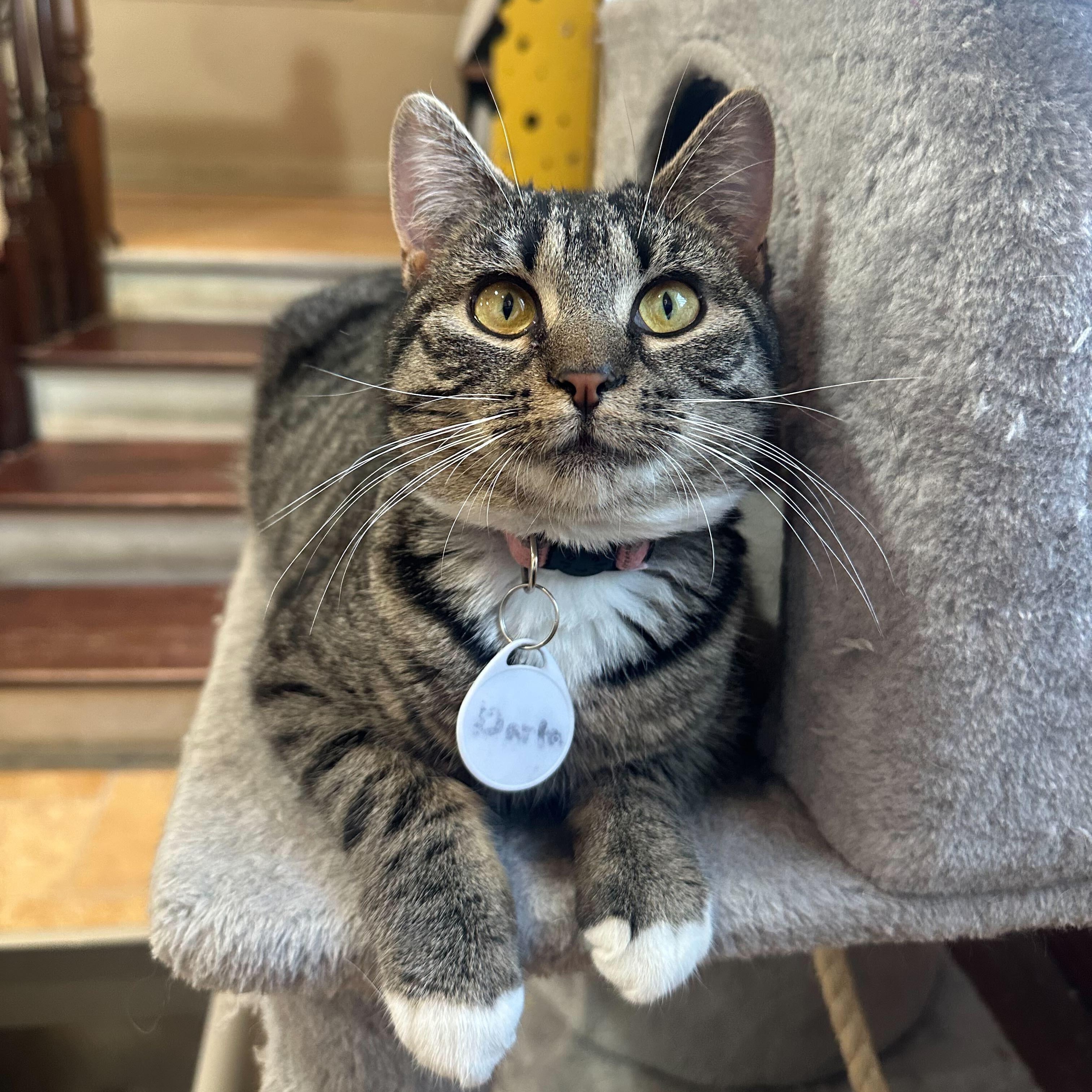 Darla (bonded to Darwin), ADOPTABLE, Kitten Female Domestic Short Hair.