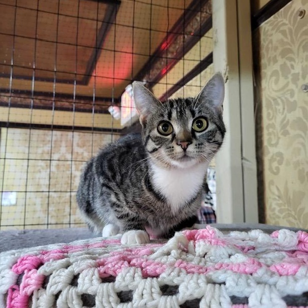 Enlarge Darla (bonded to Darwin), a ADOPTABLE Domestic Short Hair in East Brunswick, NJ image 2/5