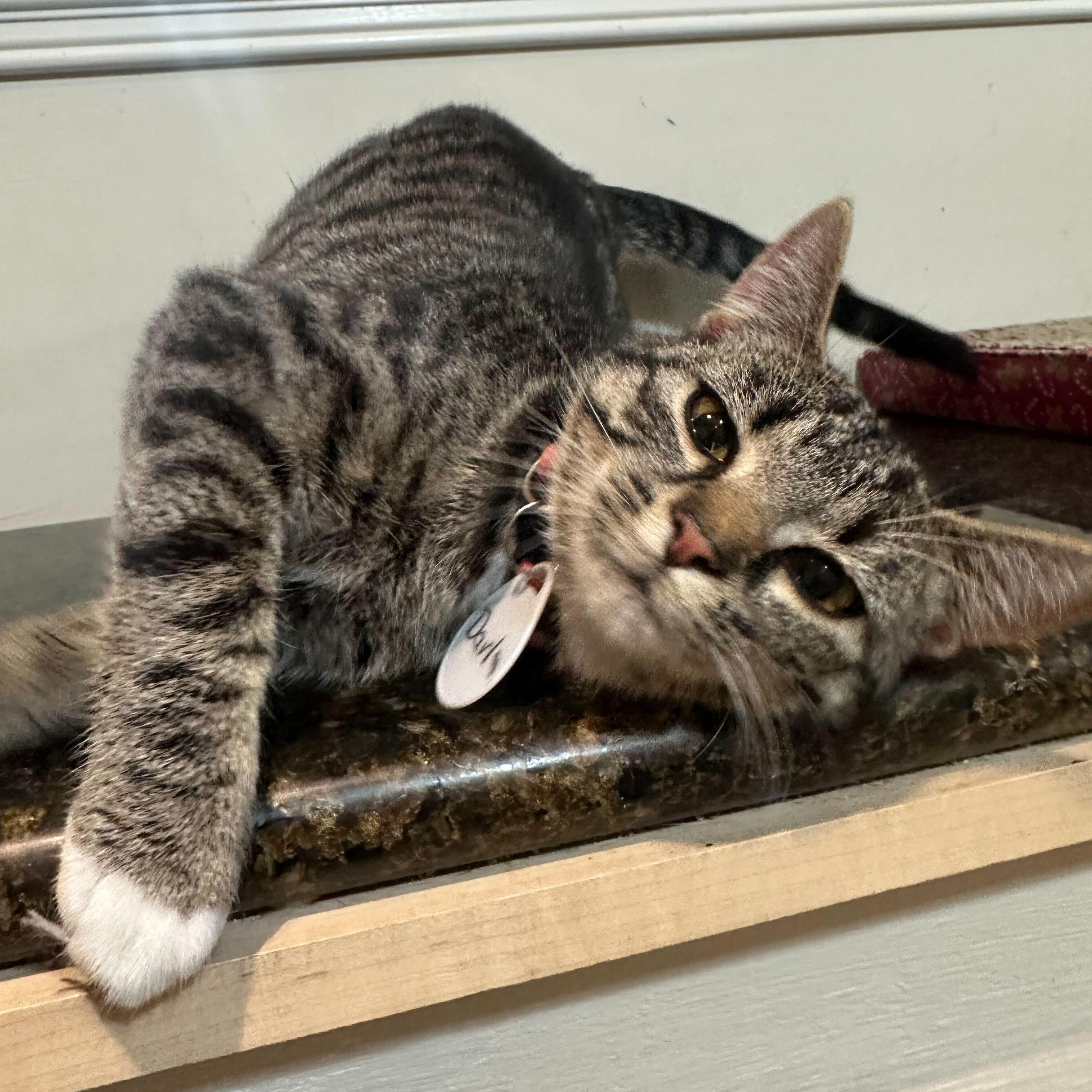 Enlarge Darla (bonded to Darwin), a ADOPTABLE Domestic Short Hair in East Brunswick, NJ image 4/5