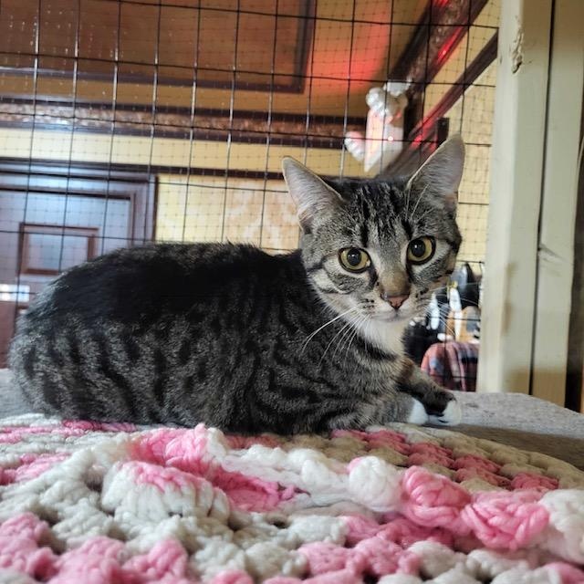 Enlarge Darla (bonded to Darwin), a ADOPTABLE Domestic Short Hair in East Brunswick, NJ image 3/5