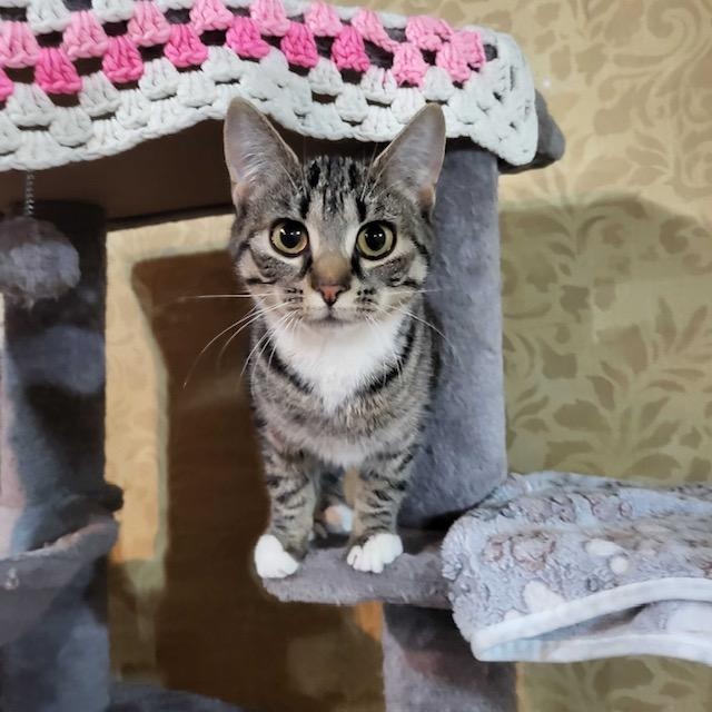 Darla (bonded to Darwin), ADOPTABLE, Kitten Female Domestic Short Hair.