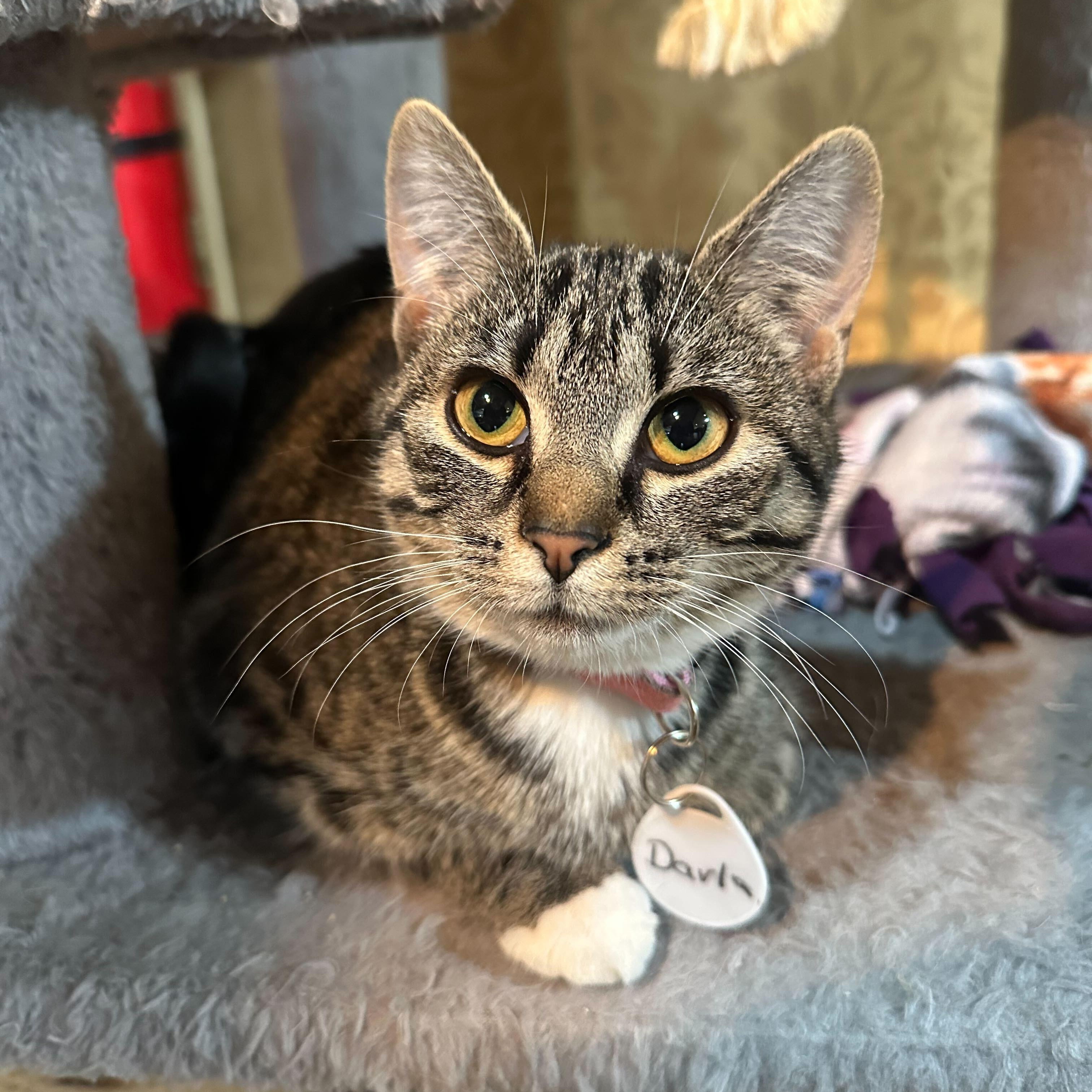 Enlarge Darla (bonded to Darwin), a ADOPTABLE Domestic Short Hair in East Brunswick, NJ image 5/5