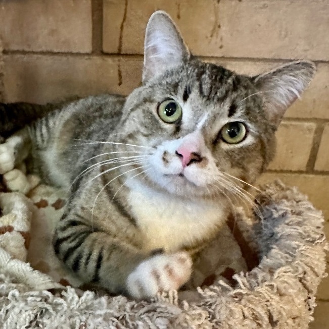George, Adopted, Young Male Domestic Short Hair & Tabby.