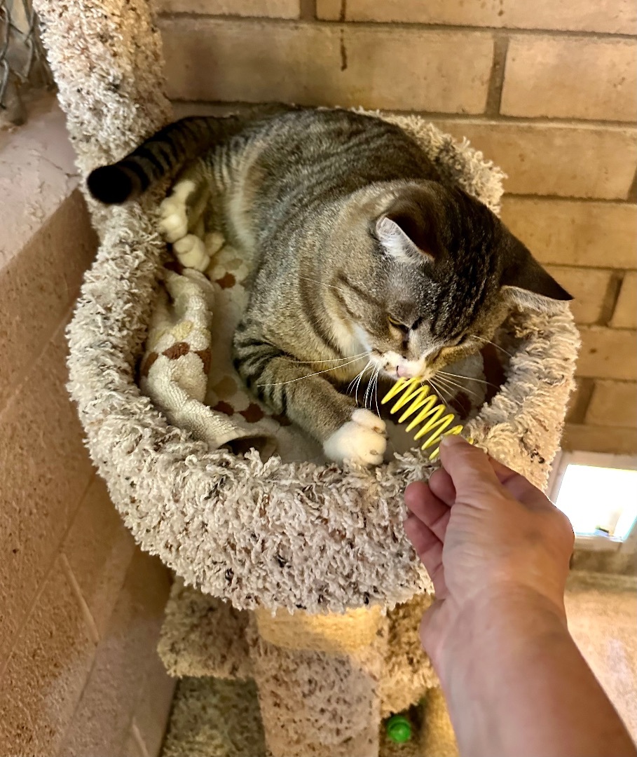 Enlarge George, a Adopted mixed breed in Phoenix, AZ image 5/6