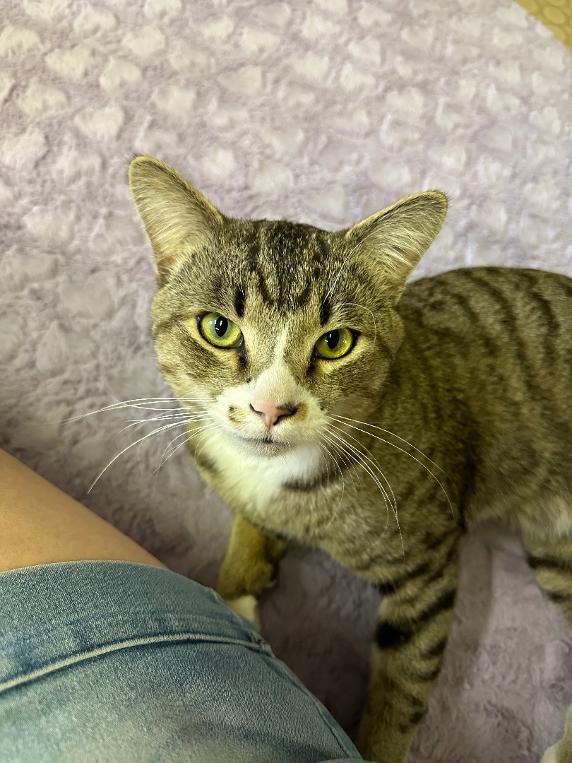 Enlarge George, a Adopted mixed breed in Phoenix, AZ image 6/6