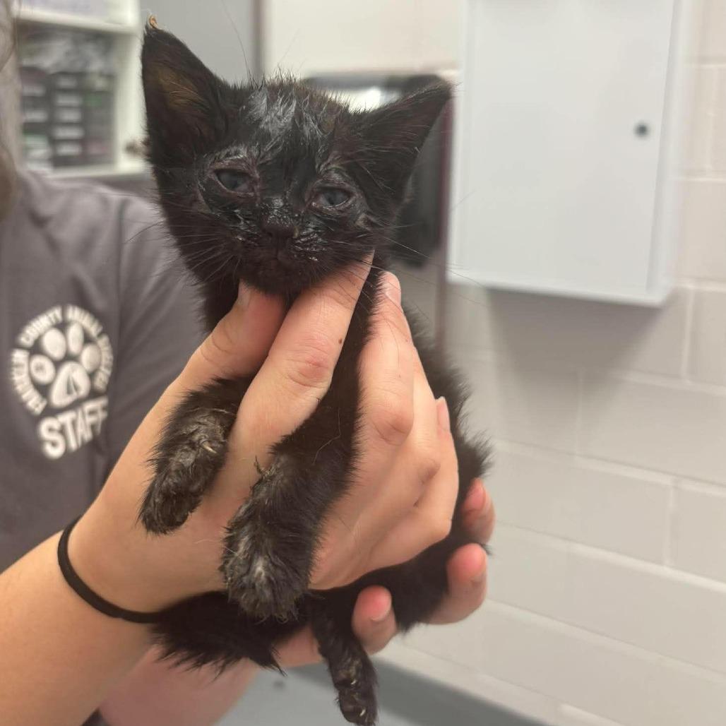 #G Gabe, Adoptable, Young Male Domestic Short Hair.