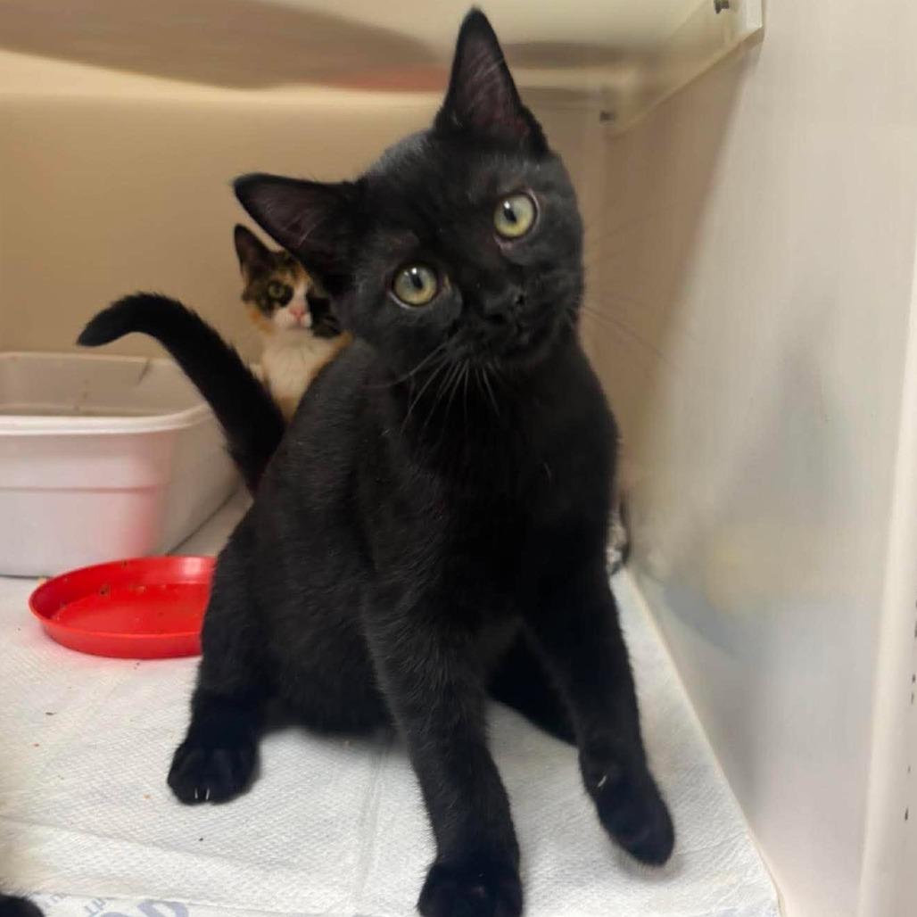 Enlarge #G Gabe, a Adoptable Domestic Short Hair in Rocky Mount, VA image 2/2