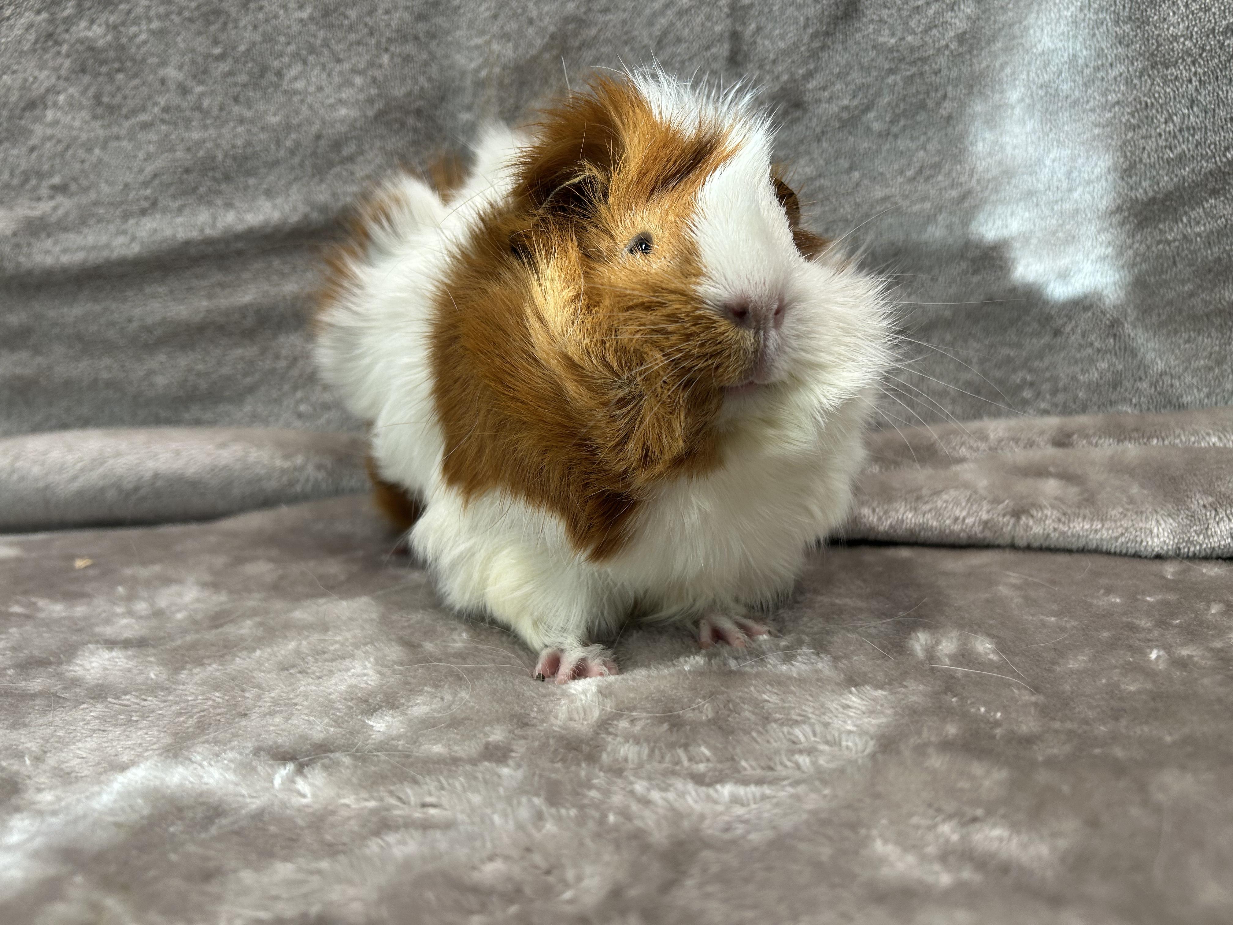 Enlarge Elle and Luz, a Adopted Guinea Pig in Edgewood, MD image 6/6