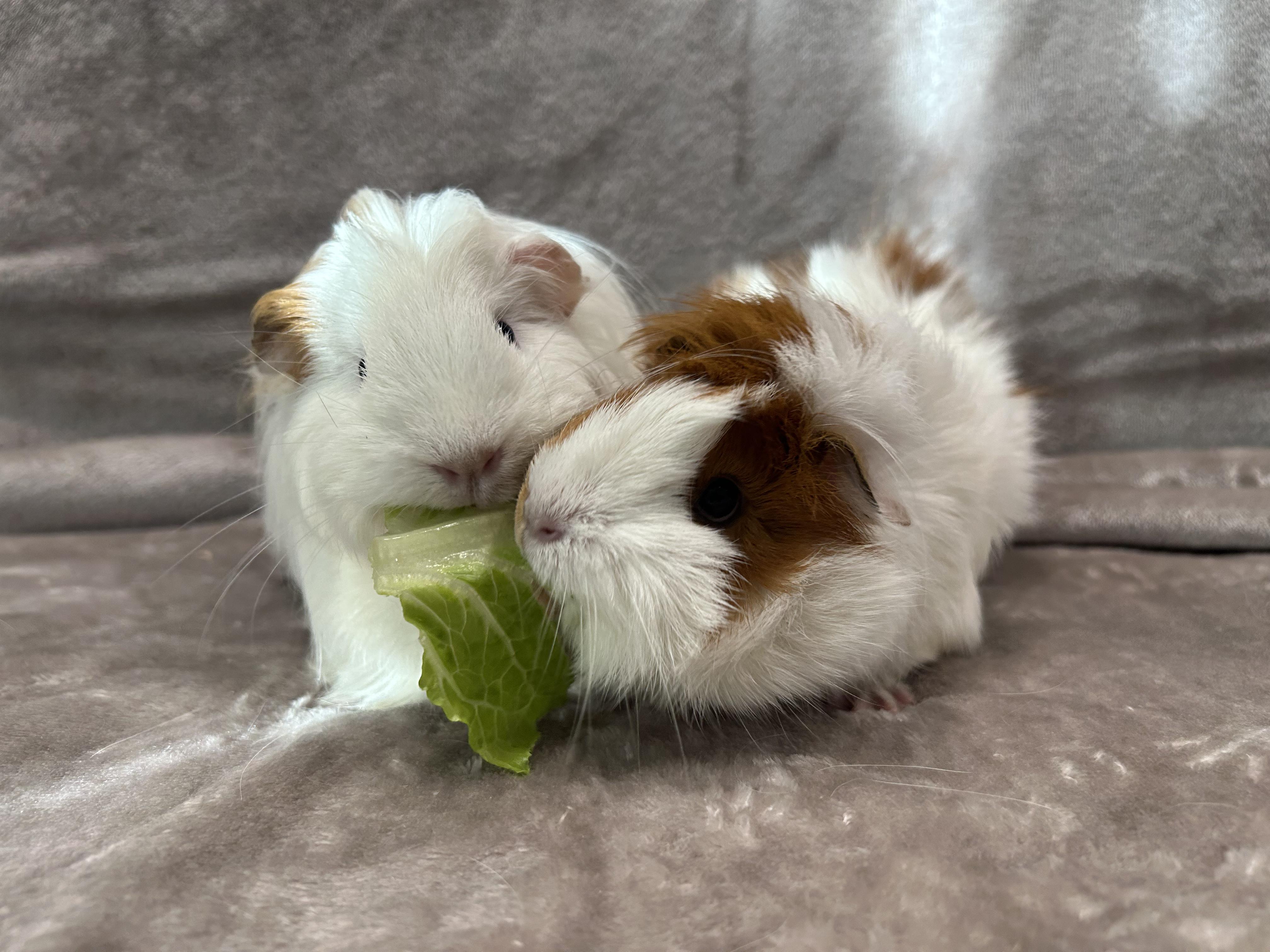 Elle and Luz, Adopted, Young Female Guinea Pig.