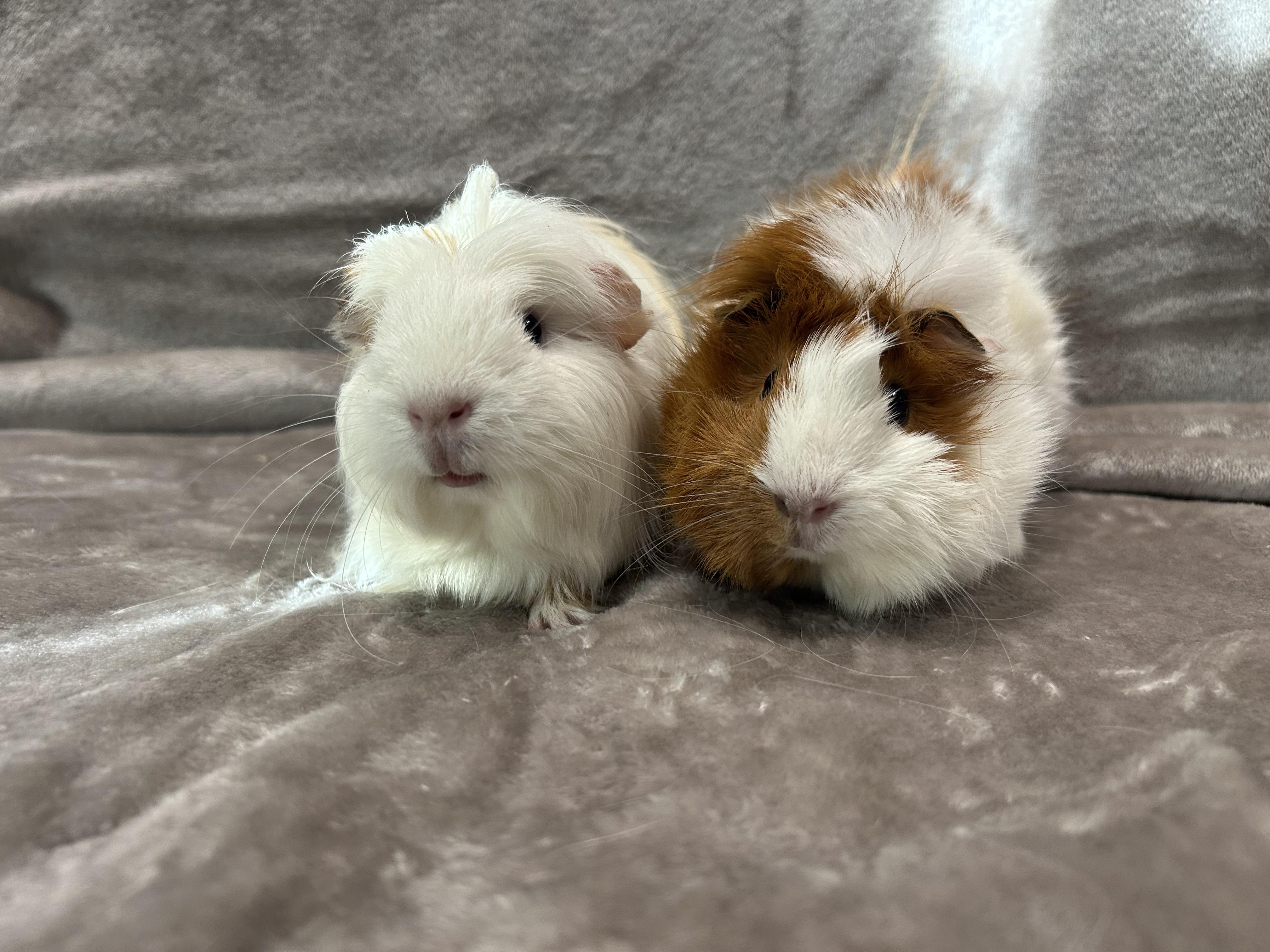 Enlarge Elle and Luz, a Adopted Guinea Pig in Edgewood, MD image 2/6