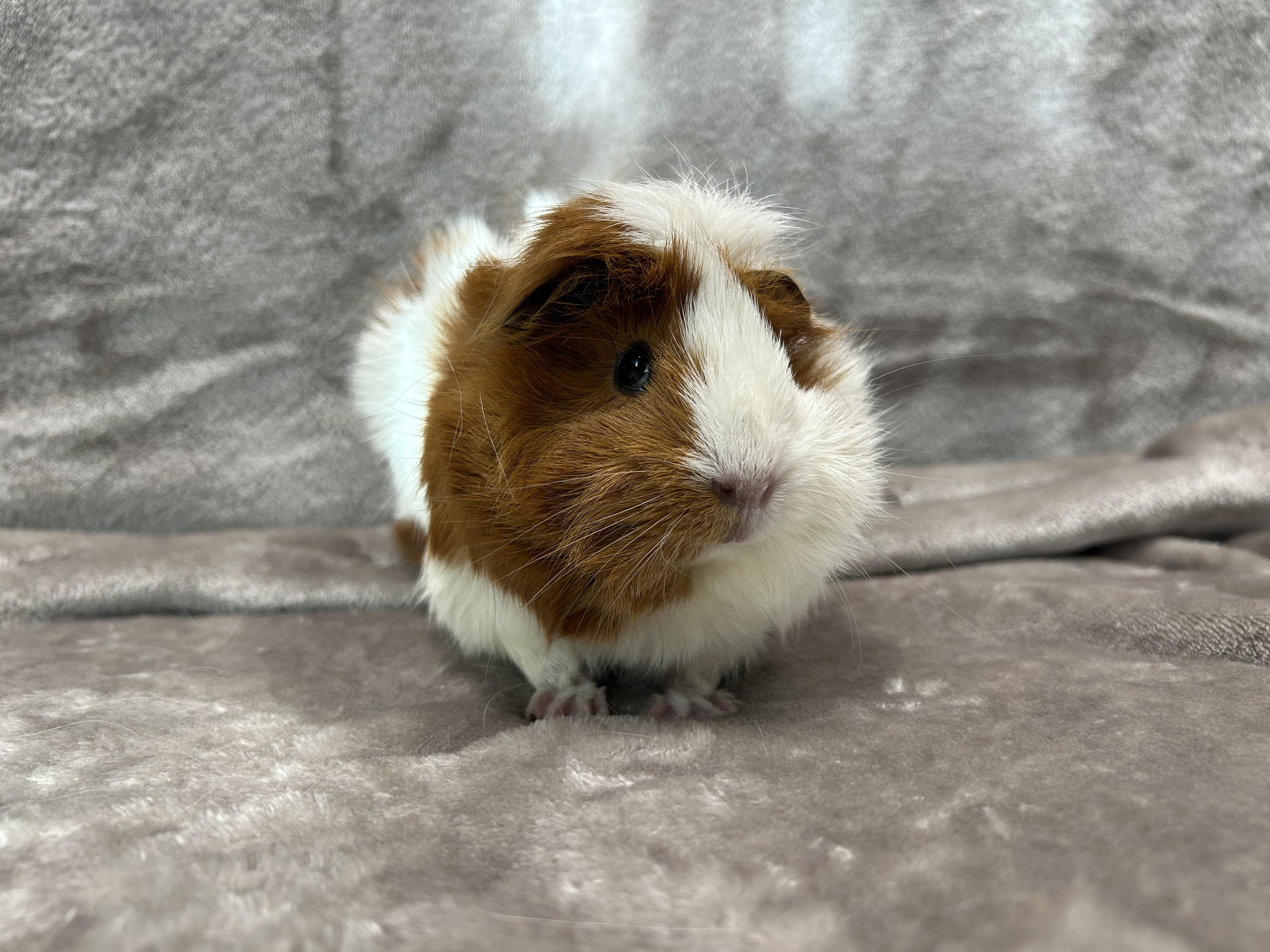 Enlarge Elle and Luz, a Adopted Guinea Pig in Edgewood, MD image 4/6