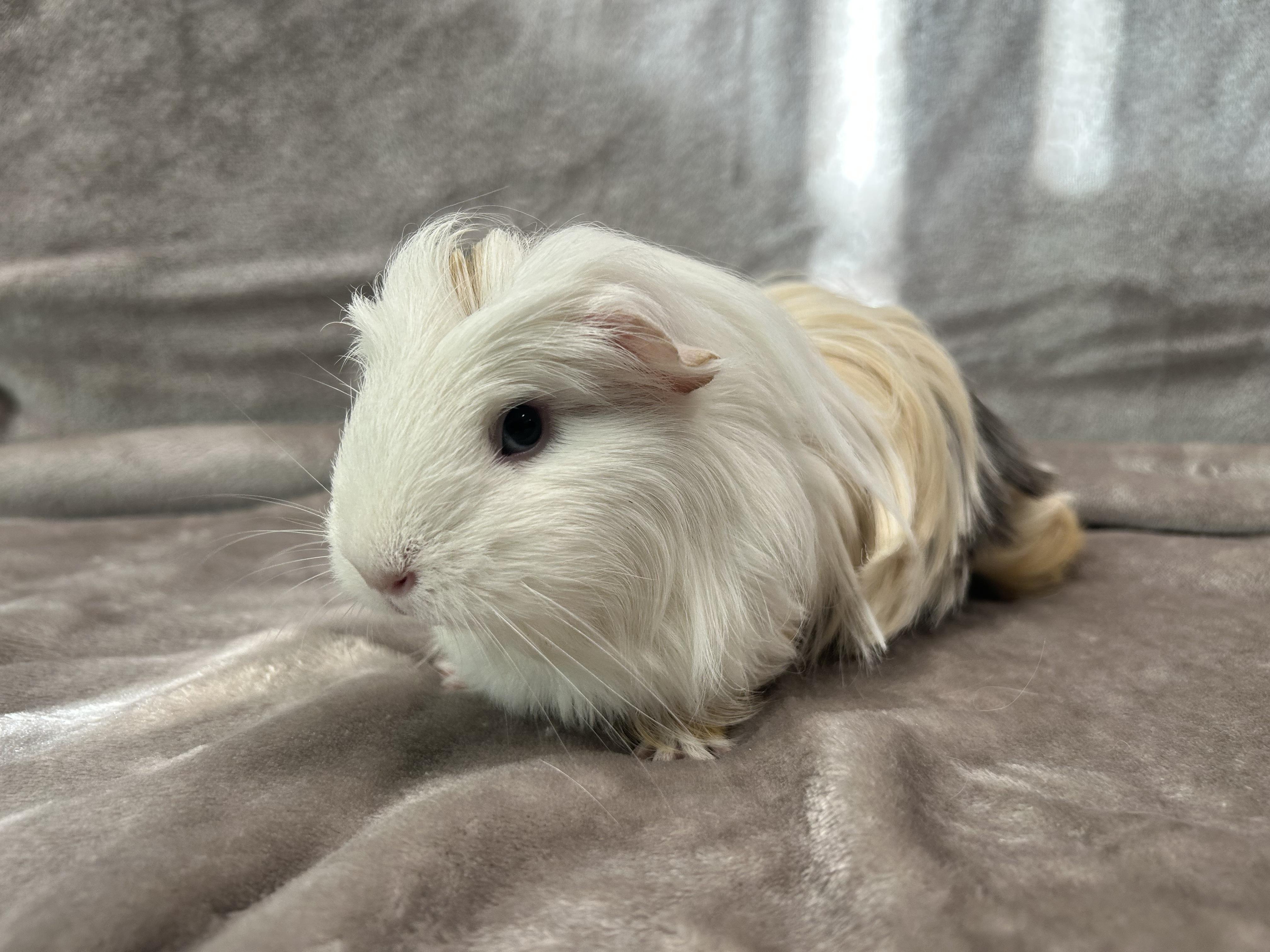 Enlarge Elle and Luz, a Adopted Guinea Pig in Edgewood, MD image 5/6