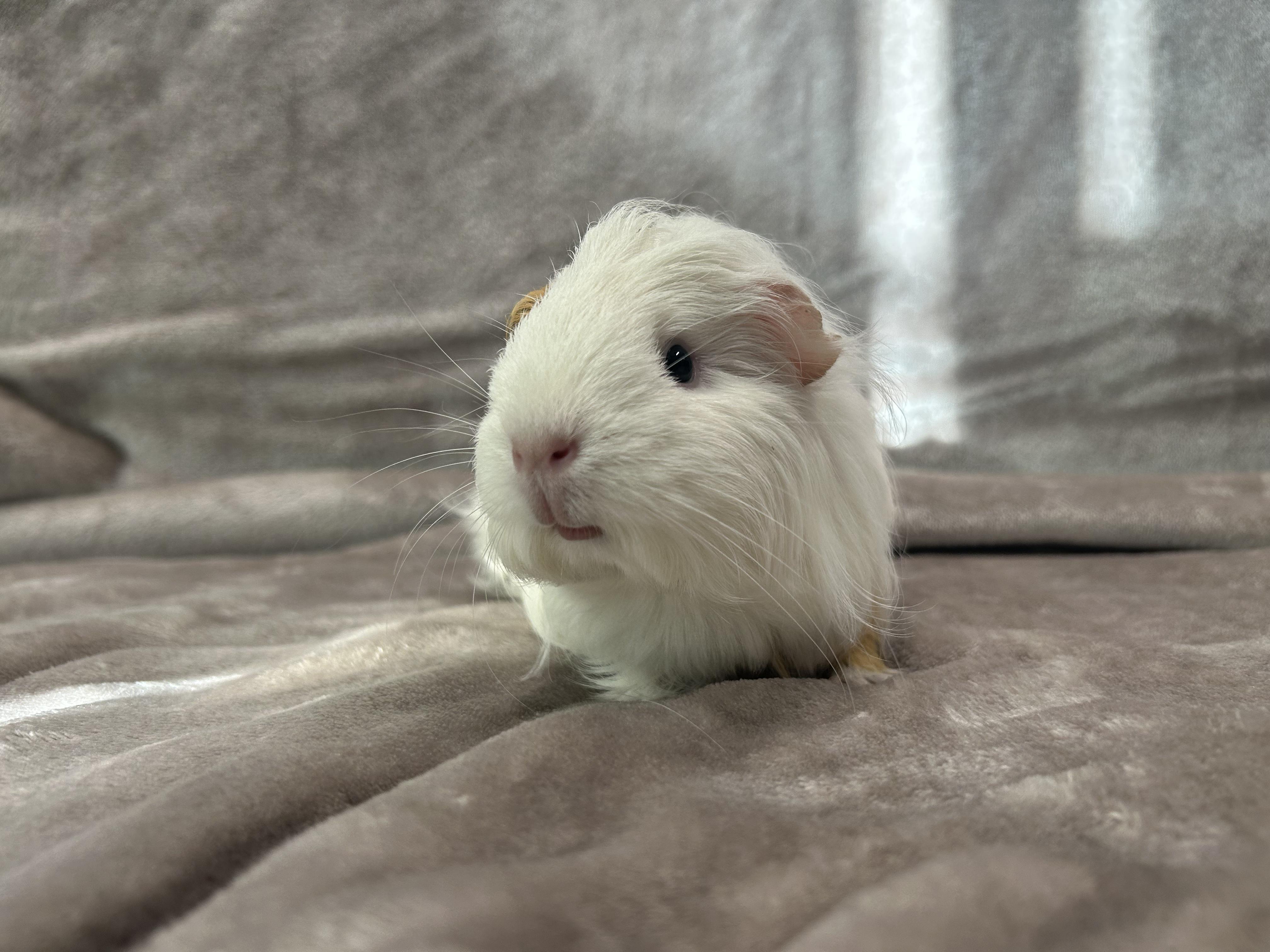 Enlarge Elle and Luz, a Adopted Guinea Pig in Edgewood, MD image 3/6