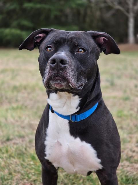 KASH, Adoptable, Adult Male American Staffordshire Terrier & Mixed Breed.