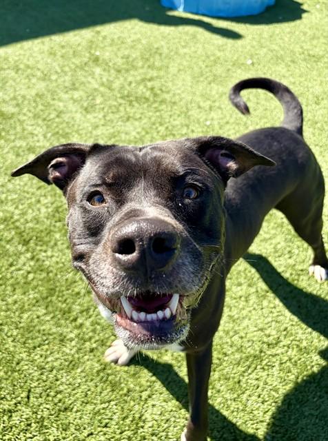 KASH, Adoptable, Adult Male American Staffordshire Terrier & Mixed Breed.