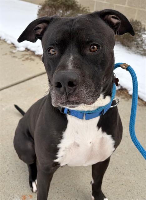 Enlarge KASH, a Adoptable mixed breed in Statesville, NC image 1/1