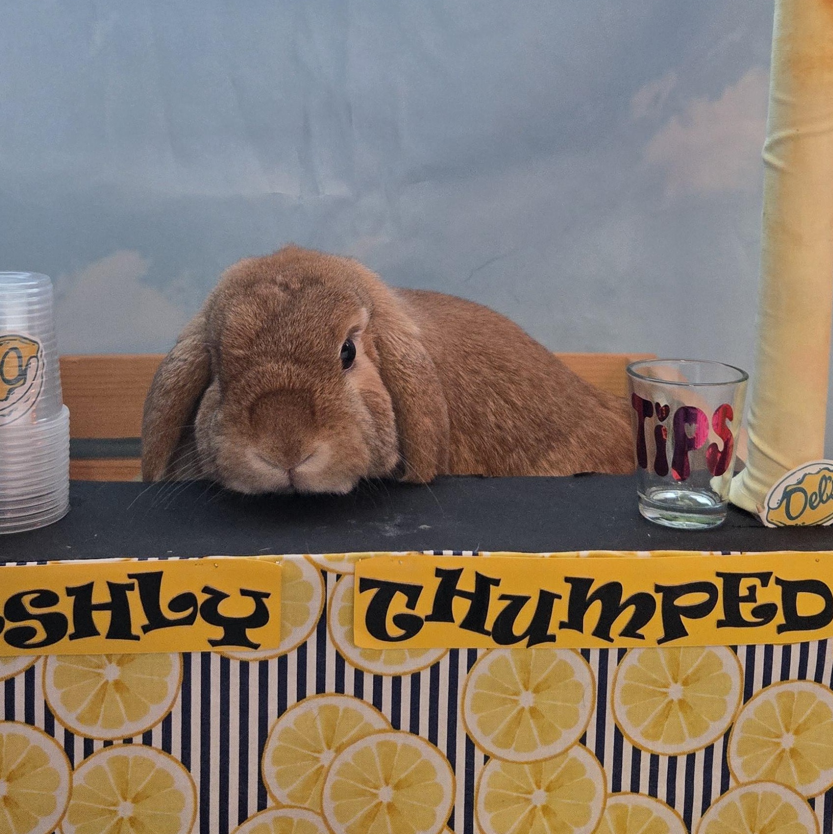 Copper - & Todd, adopted, Young Male Mini Lop.