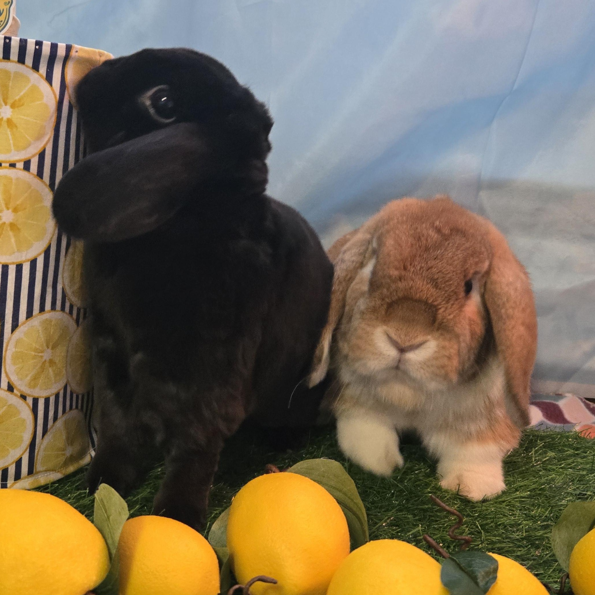 Enlarge Copper - & Todd, an adopted Mini Lop in Franklin, MA image 3/3