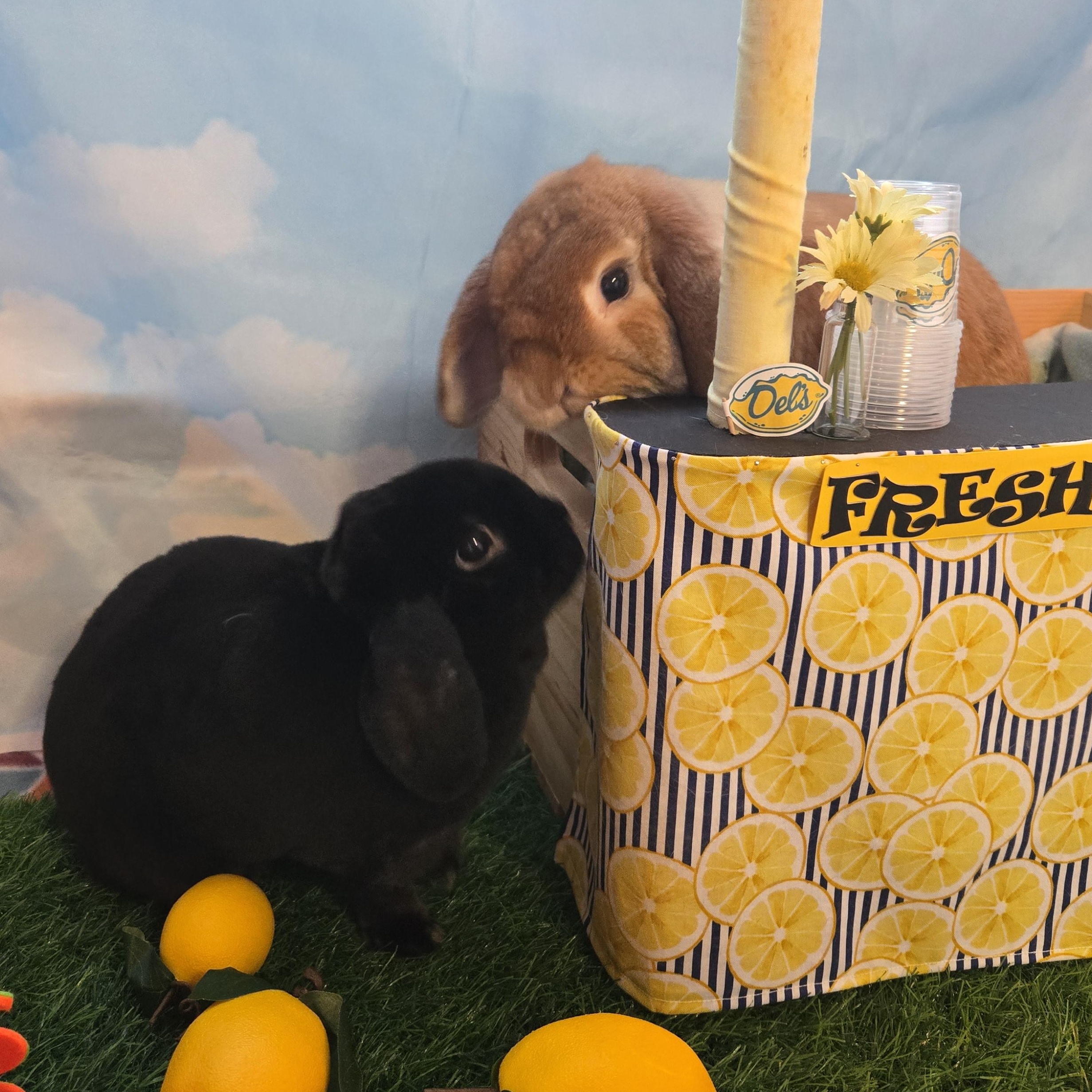 Enlarge Copper - & Todd, an adopted Mini Lop in Franklin, MA image 2/3
