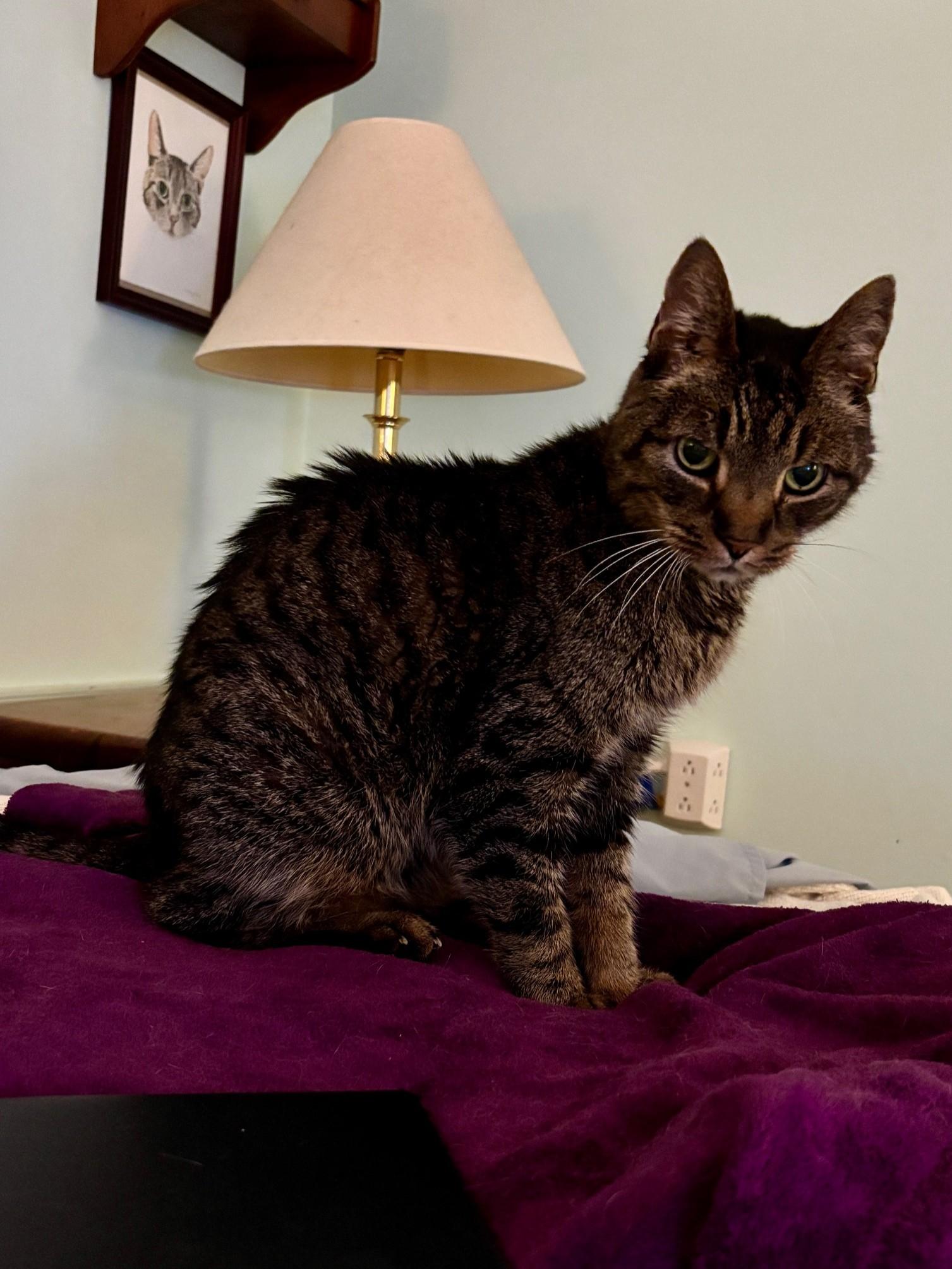 Enlarge Frasier, a Adoptable Domestic Short Hair in Lemoyne, PA image 4/6