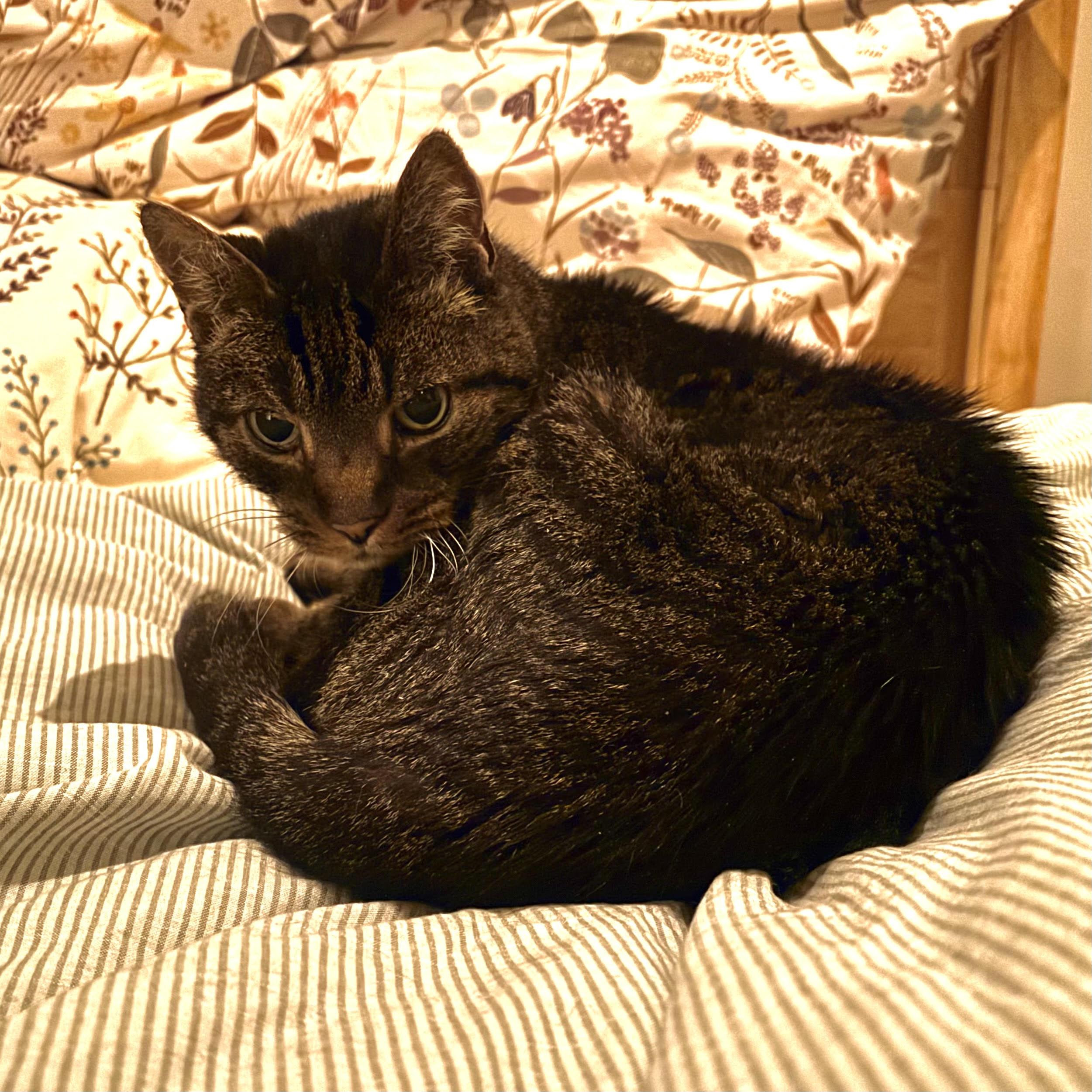 Frasier, Adoptable, Senior Male Domestic Short Hair.