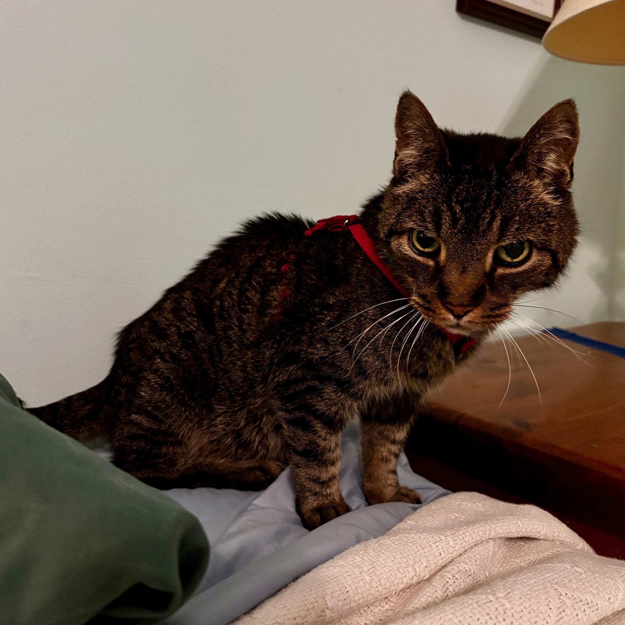 Enlarge Frasier, a Adoptable Domestic Short Hair in Lemoyne, PA image 3/6