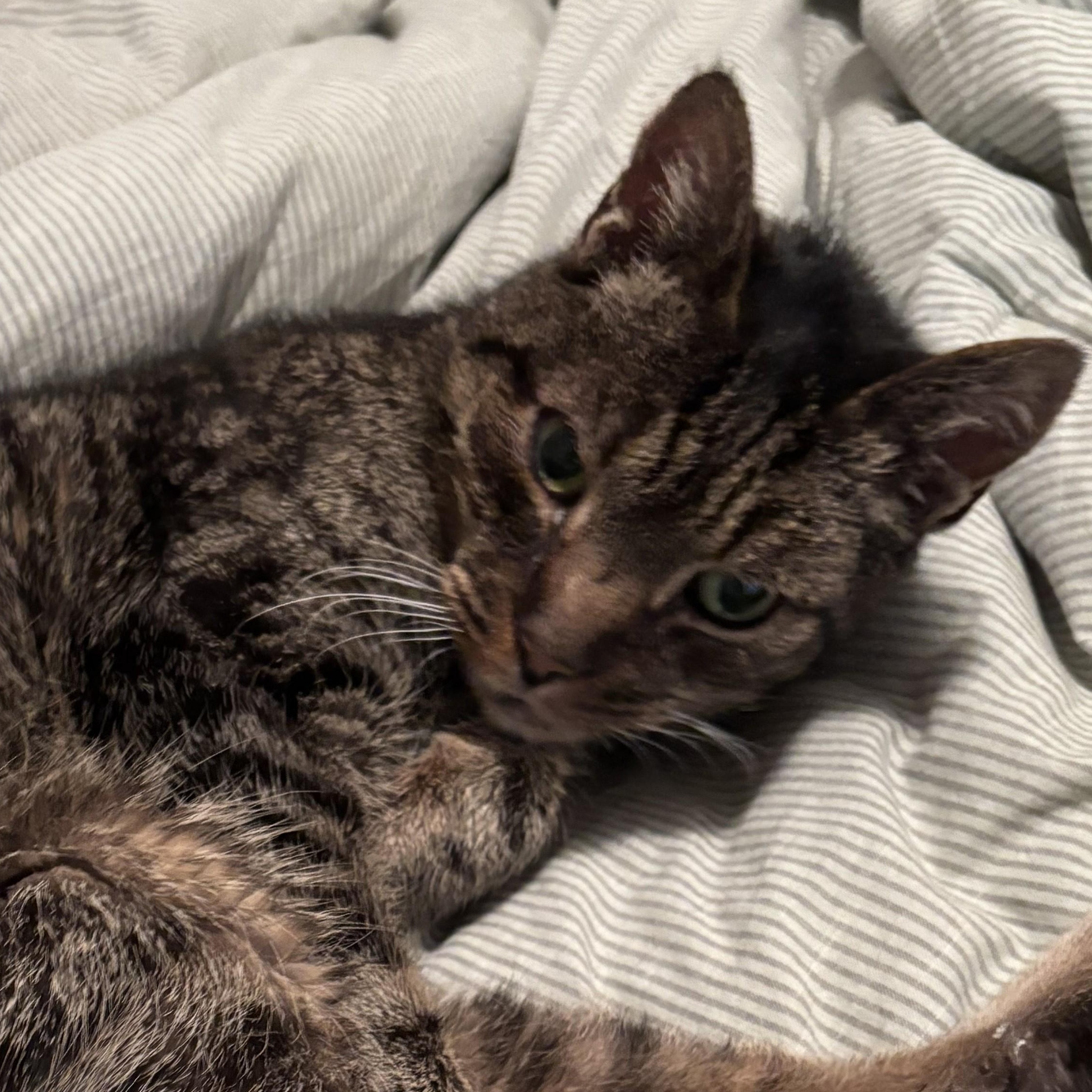 Enlarge Frasier, a Adoptable Domestic Short Hair in Lemoyne, PA image 2/2