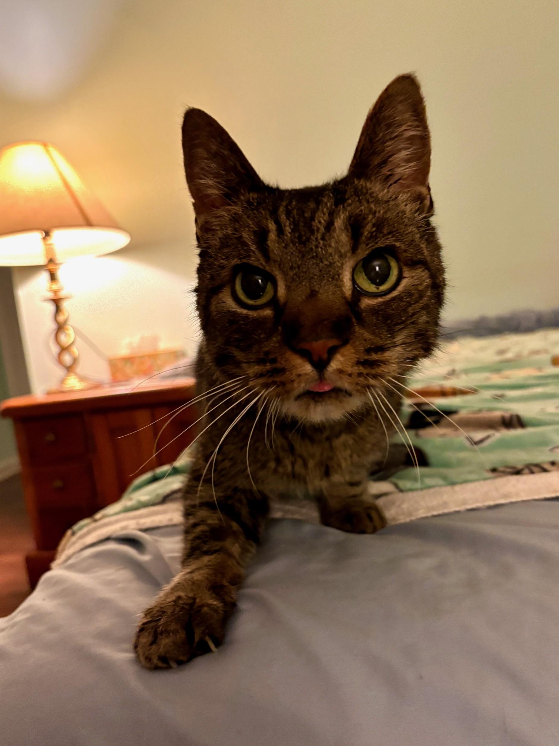 Enlarge Frasier, a Adoptable Domestic Short Hair in Lemoyne, PA image 2/6