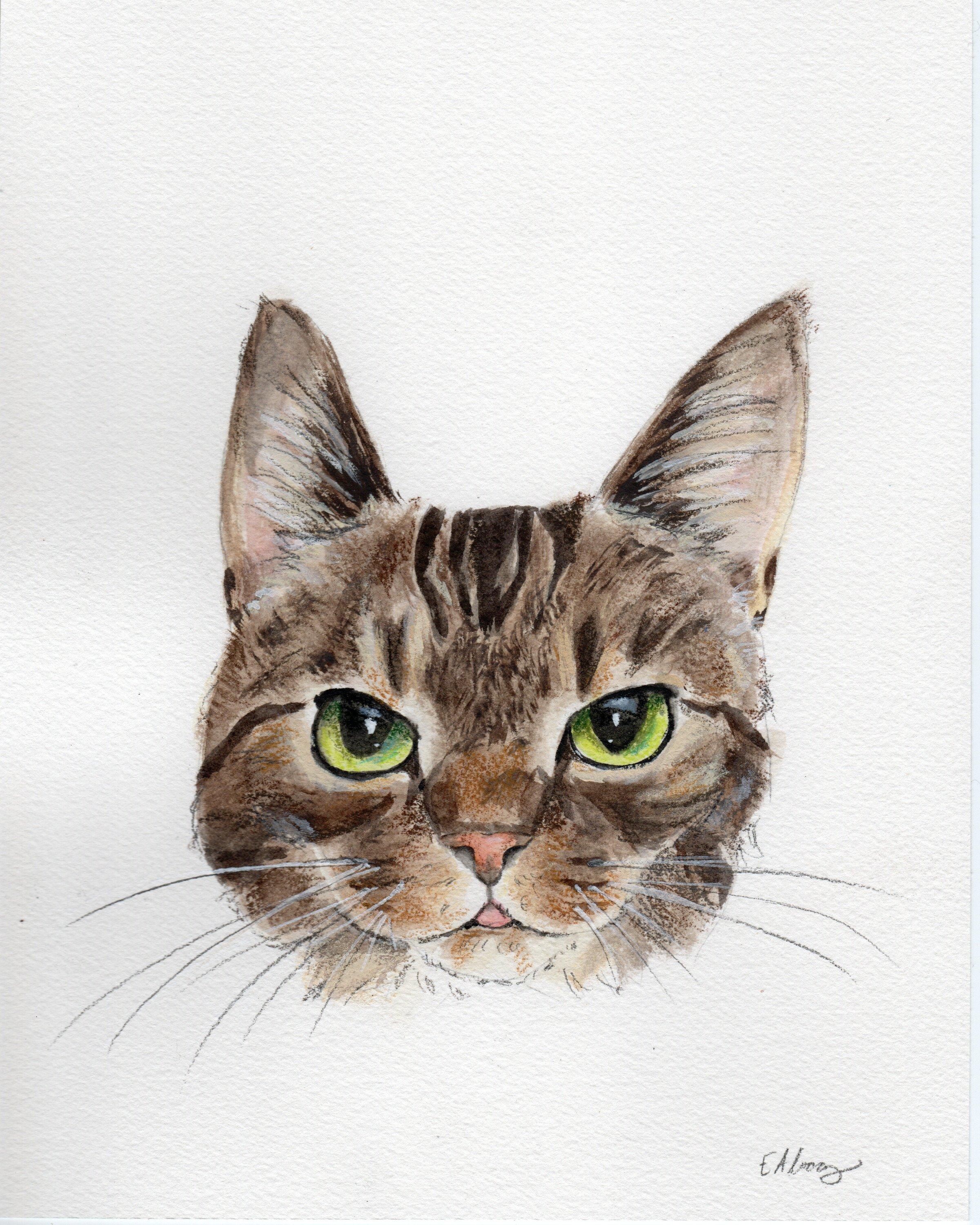 Enlarge Frasier, a Adoptable Domestic Short Hair in Lemoyne, PA image 6/6