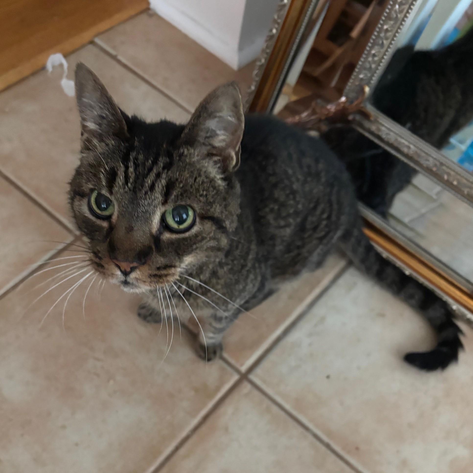 Enlarge Frasier, a Adoptable Domestic Short Hair in Lemoyne, PA image 5/6