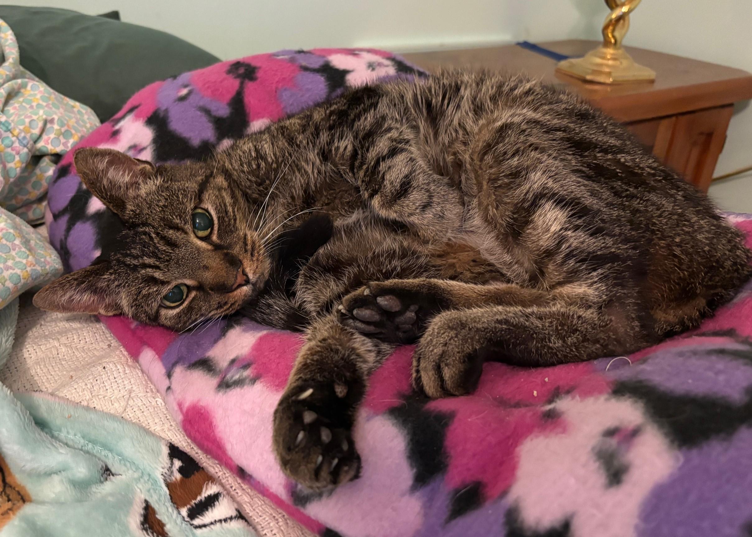 Frasier, Adoptable, Senior Male Domestic Short Hair.