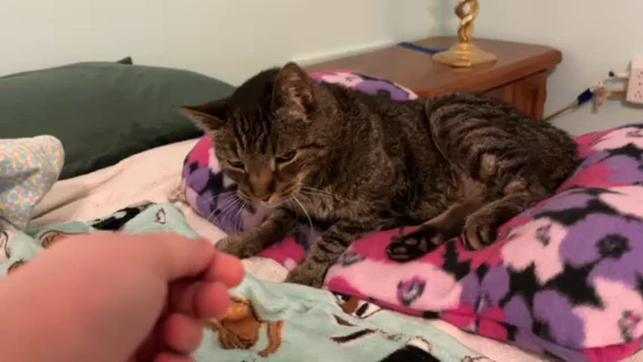 Enlarge Frasier, a Adoptable Domestic Short Hair in Lemoyne, PA video 6/6