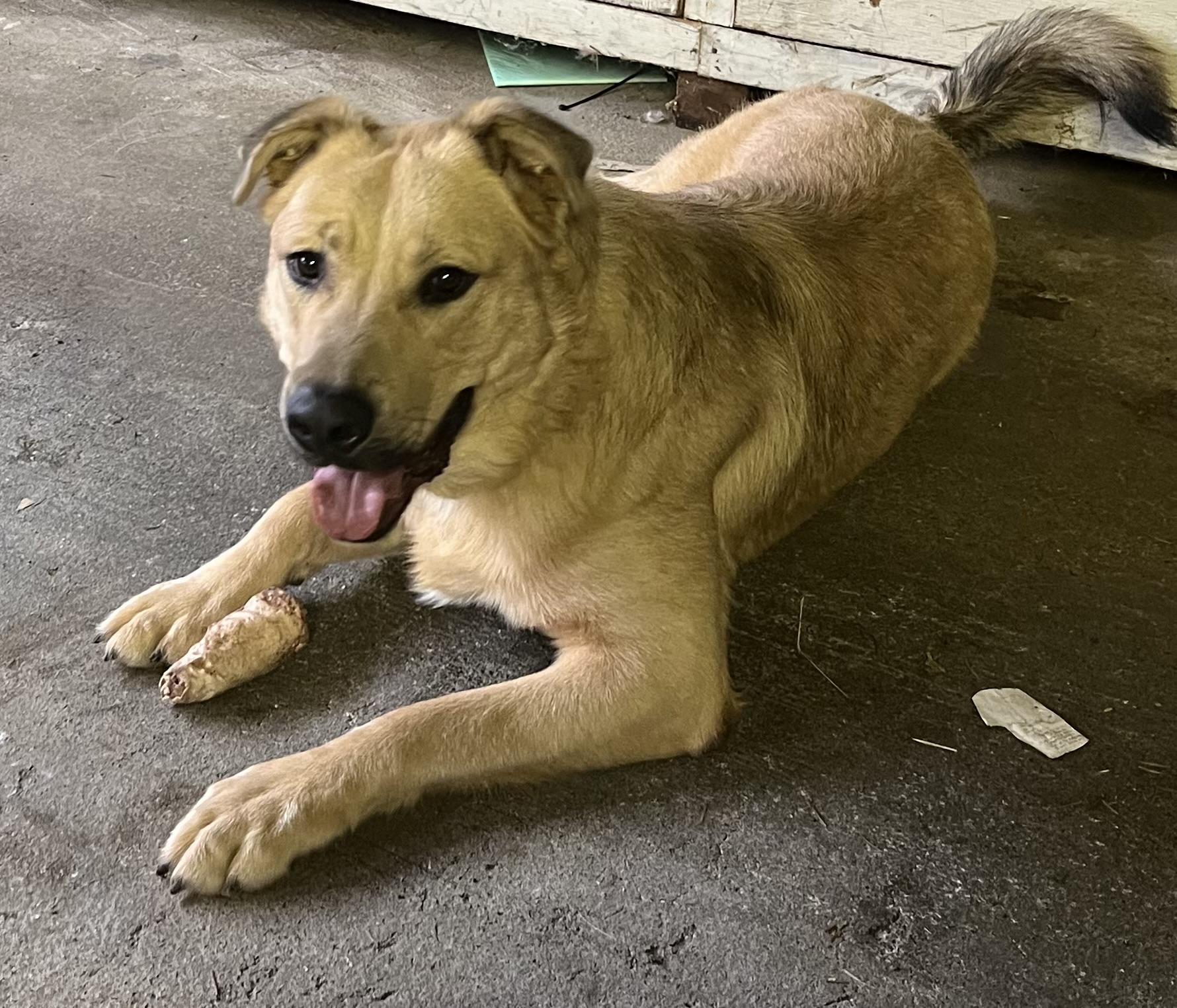 Enlarge Griffy, a Adoptable mixed breed in Longview, WA image 2/5