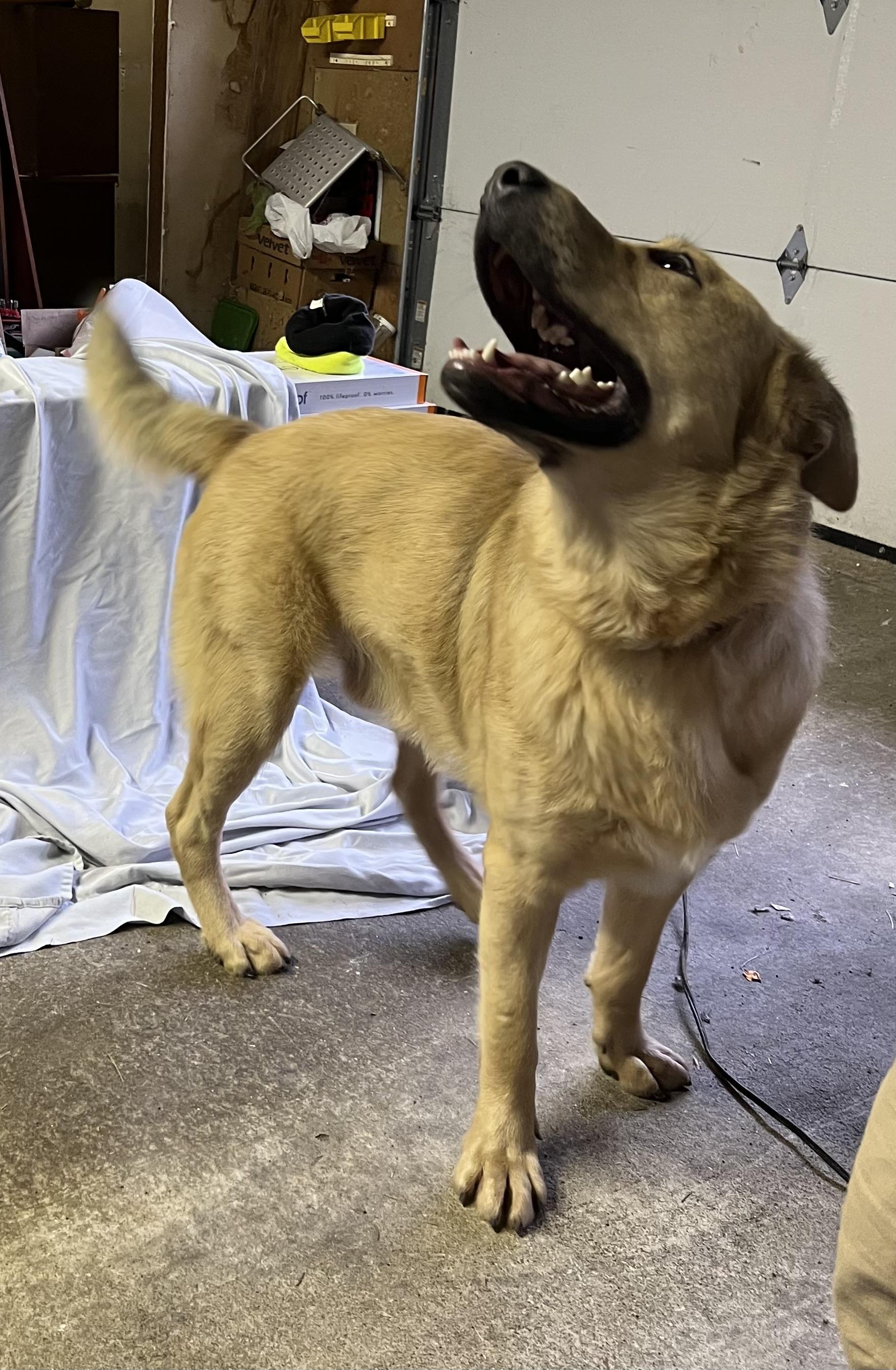 Enlarge Griffy, a Adoptable mixed breed in Longview, WA image 3/5