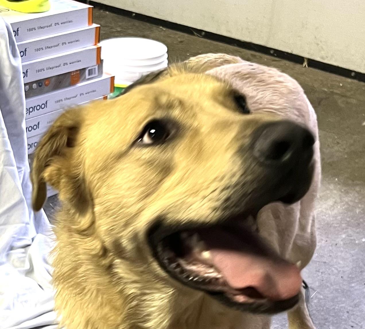 Griffy, Adoptable, Young Male Bullmastiff & Golden Retriever.